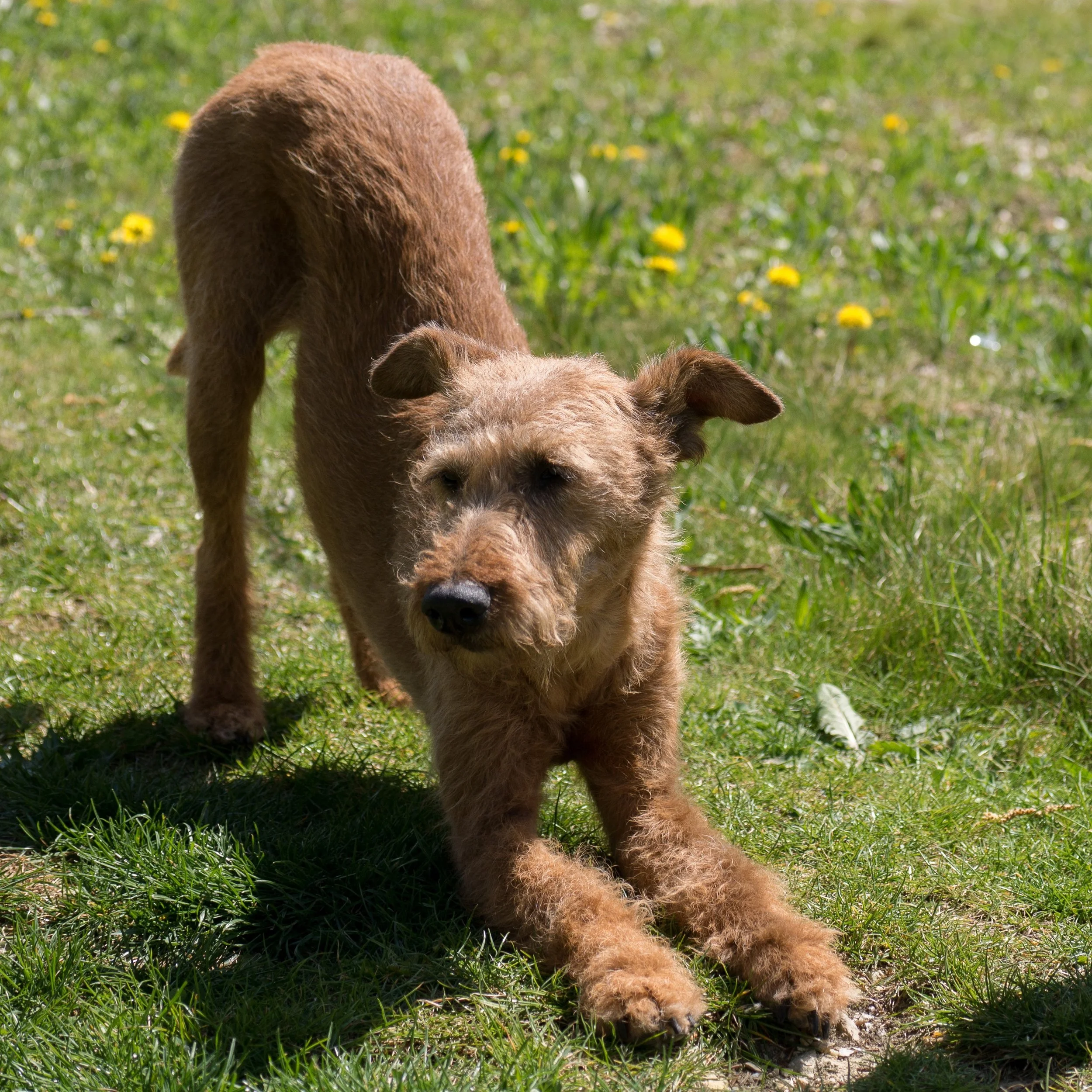 Excalibur: Endlich ein natürlicher Zeckenschutz für deinen Hund!