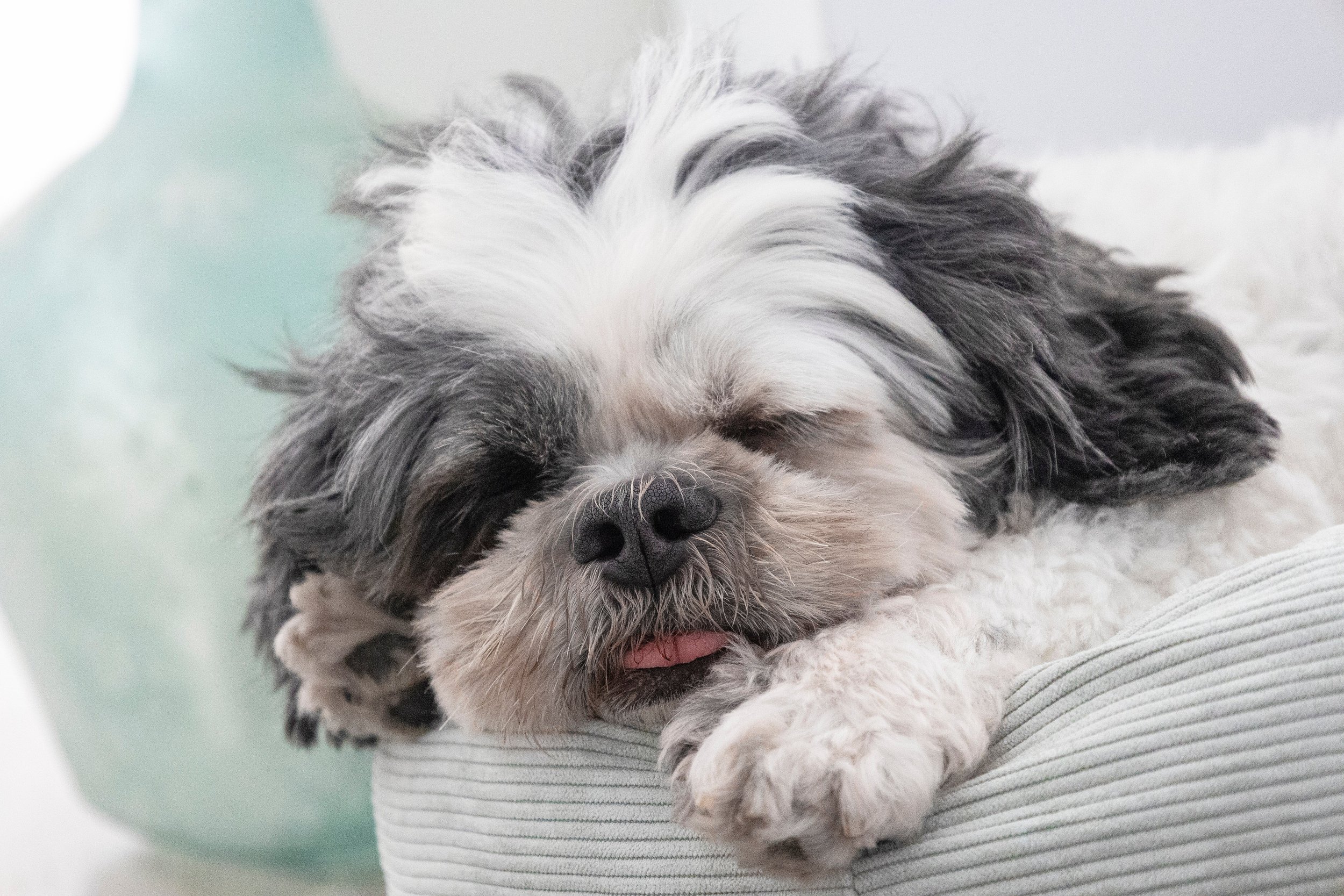 Harmony- das natürliche Beruhigungsmittel für deinen Hund