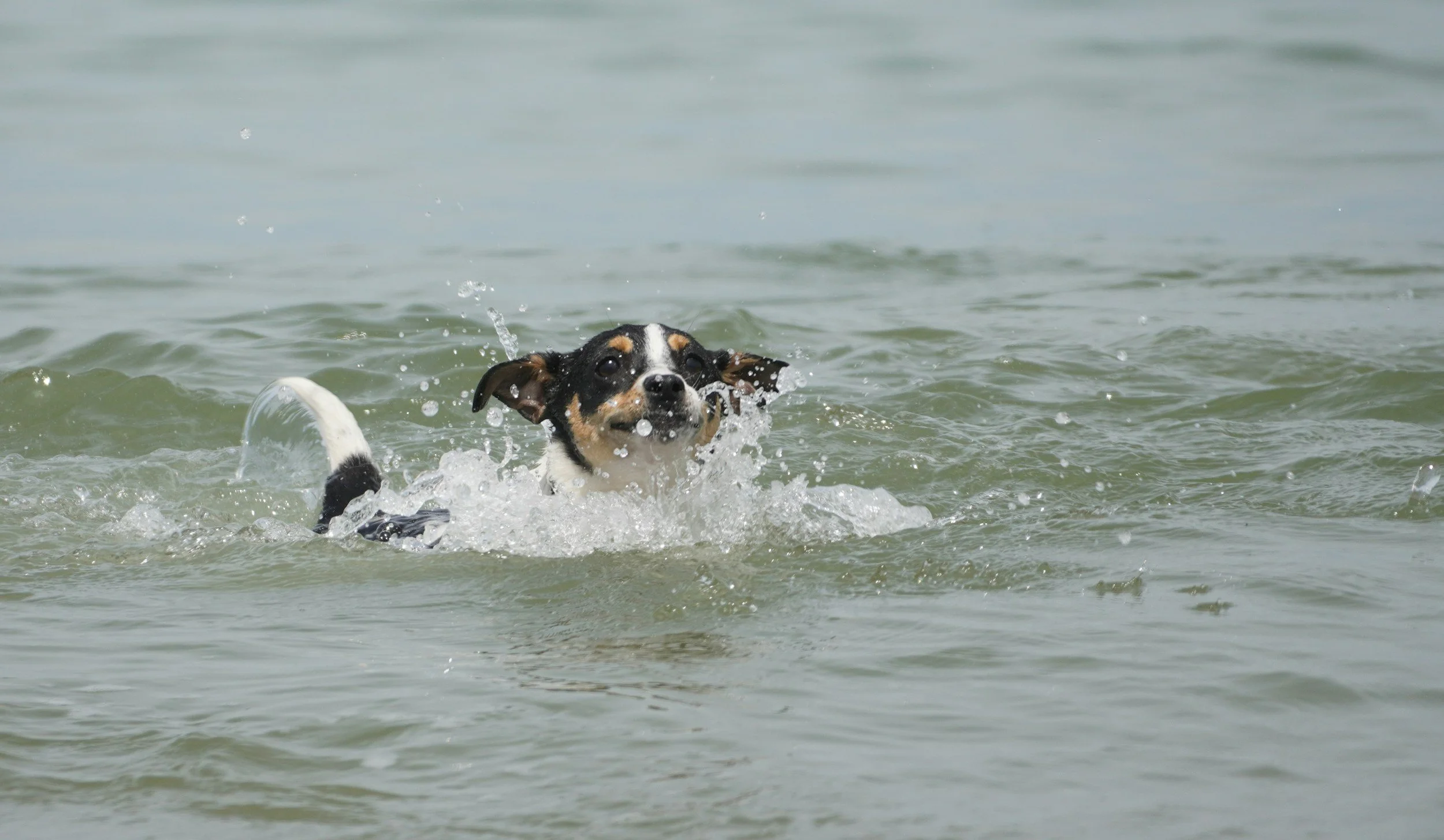 Den Hund natürlich entwurmen- jetzt bei Tota vi naturae