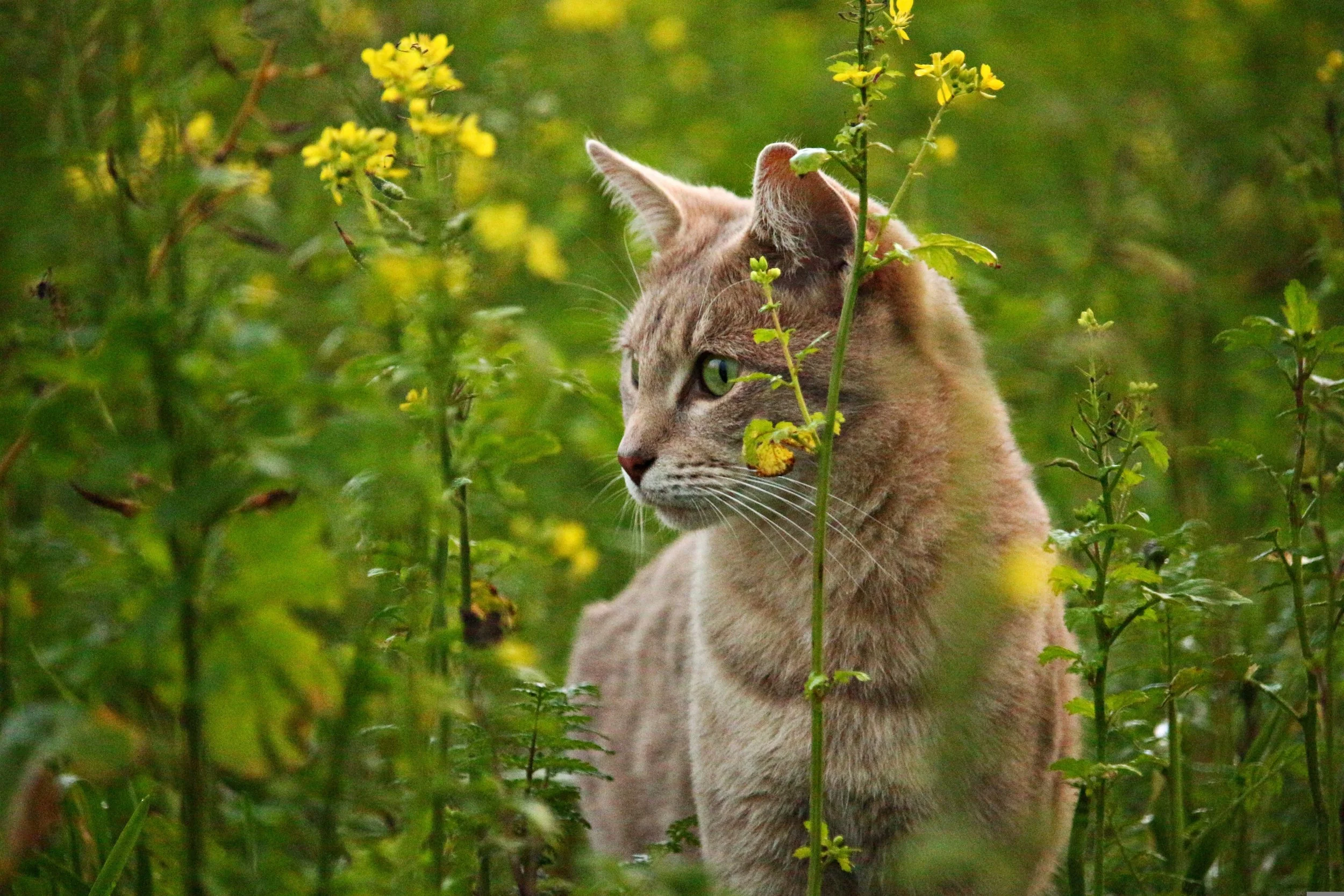Onlinekurs Kräuterkurs für Tiere- die pflanzliche Hausapotheke