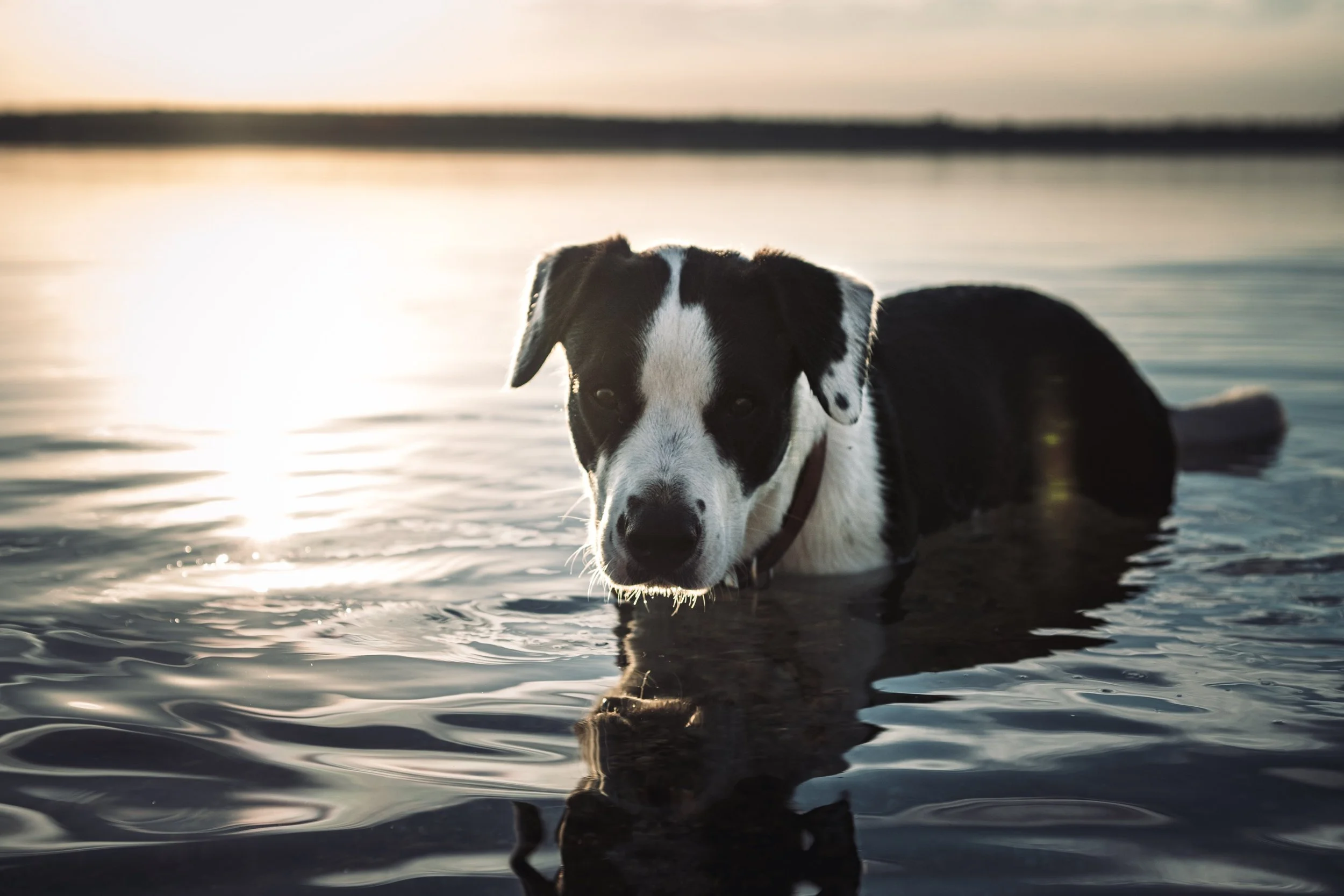 Wenn Blase und Nieren des Hundes Unterstützung durch die Natur brauchen