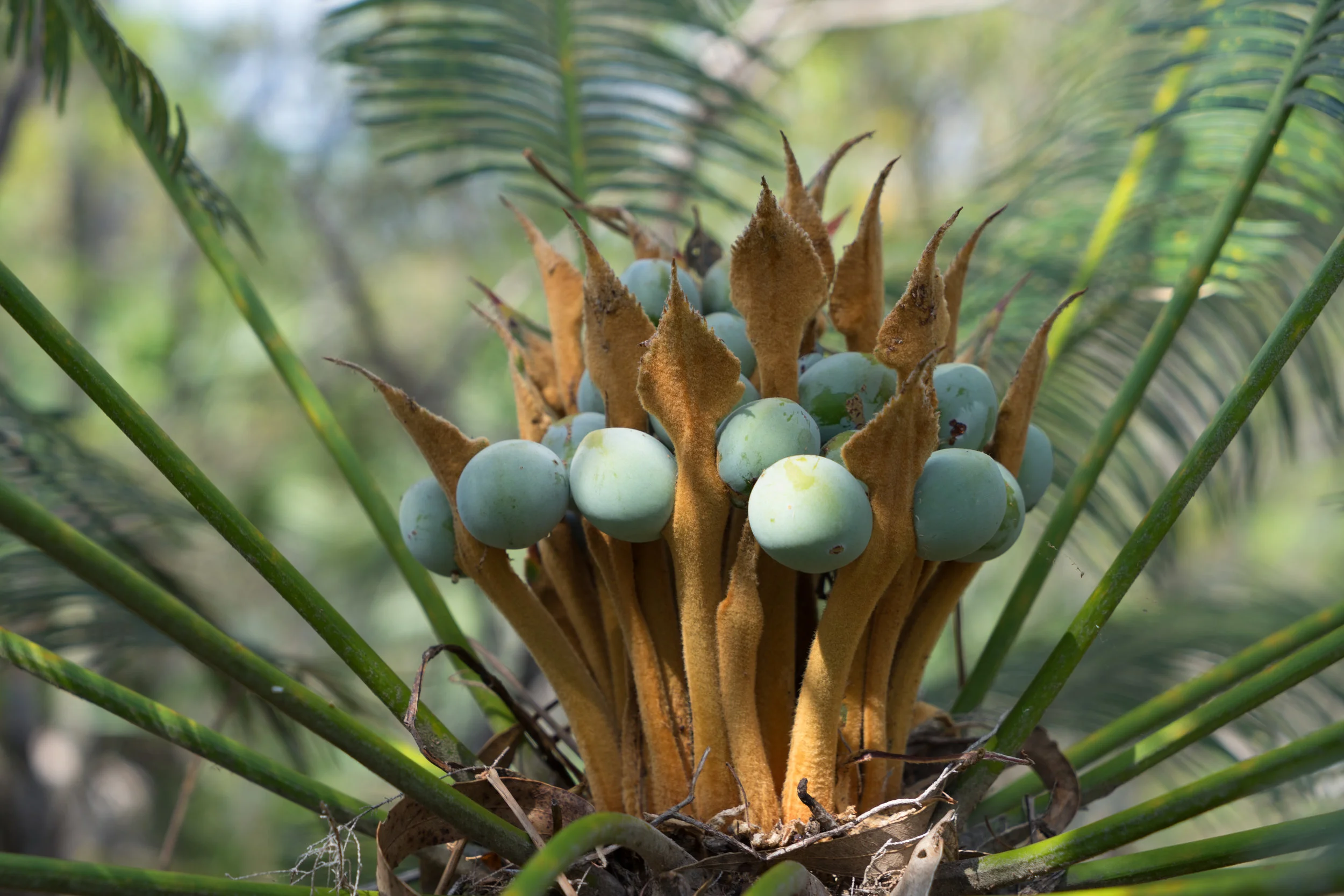  Cox Peninsula cycad (Cycas maconochiei)