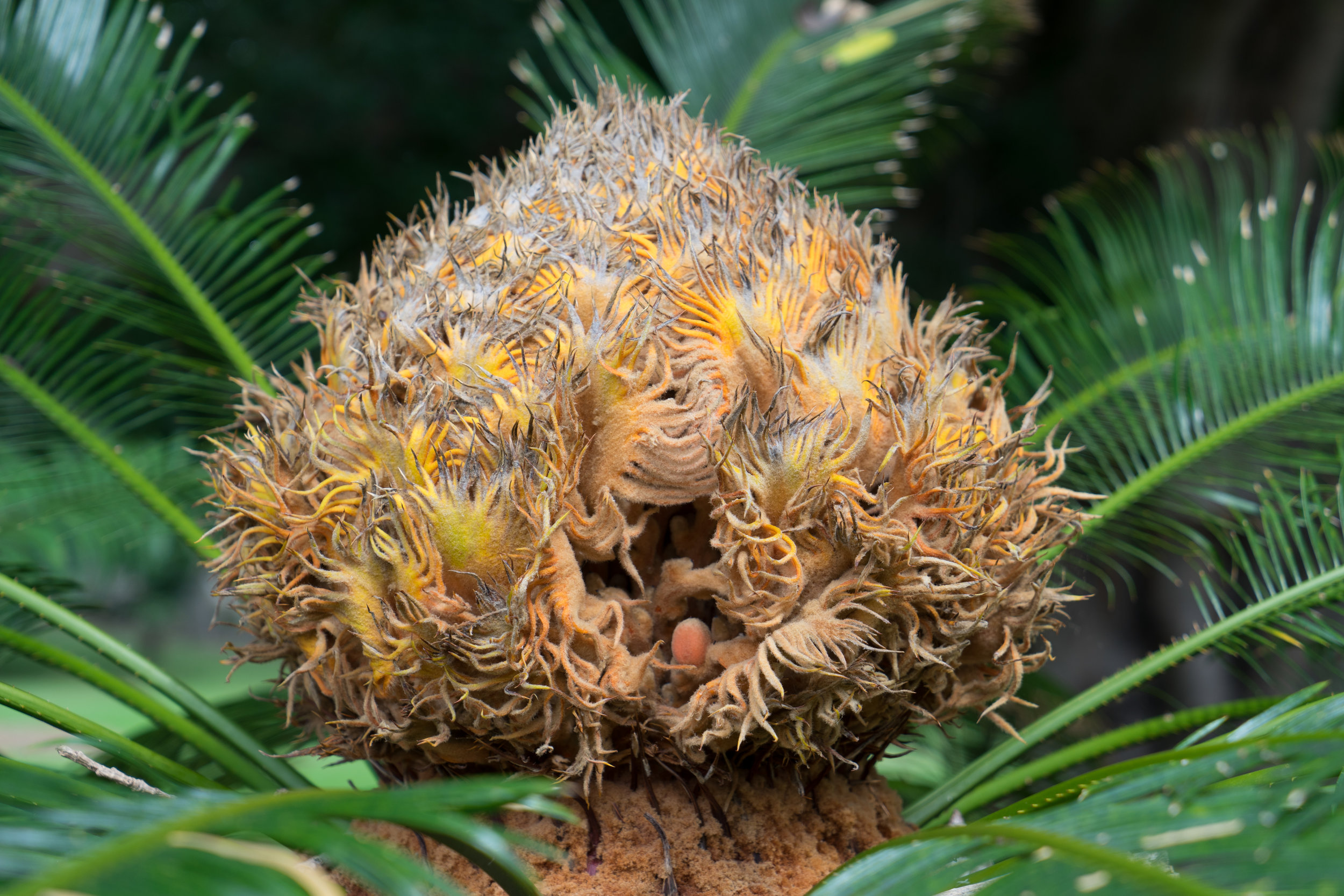 Cone of a japanese sago palm (Cycas revoluta)