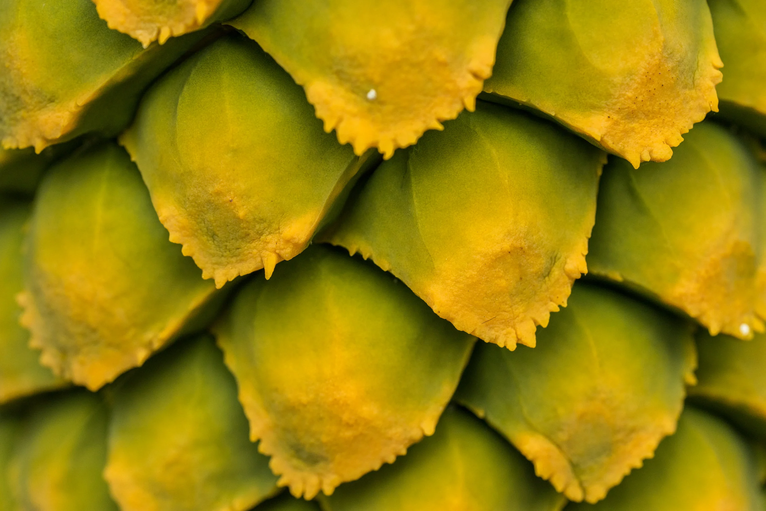 Megasporophylls of a poor man's cycad (Encephalartos villosus)