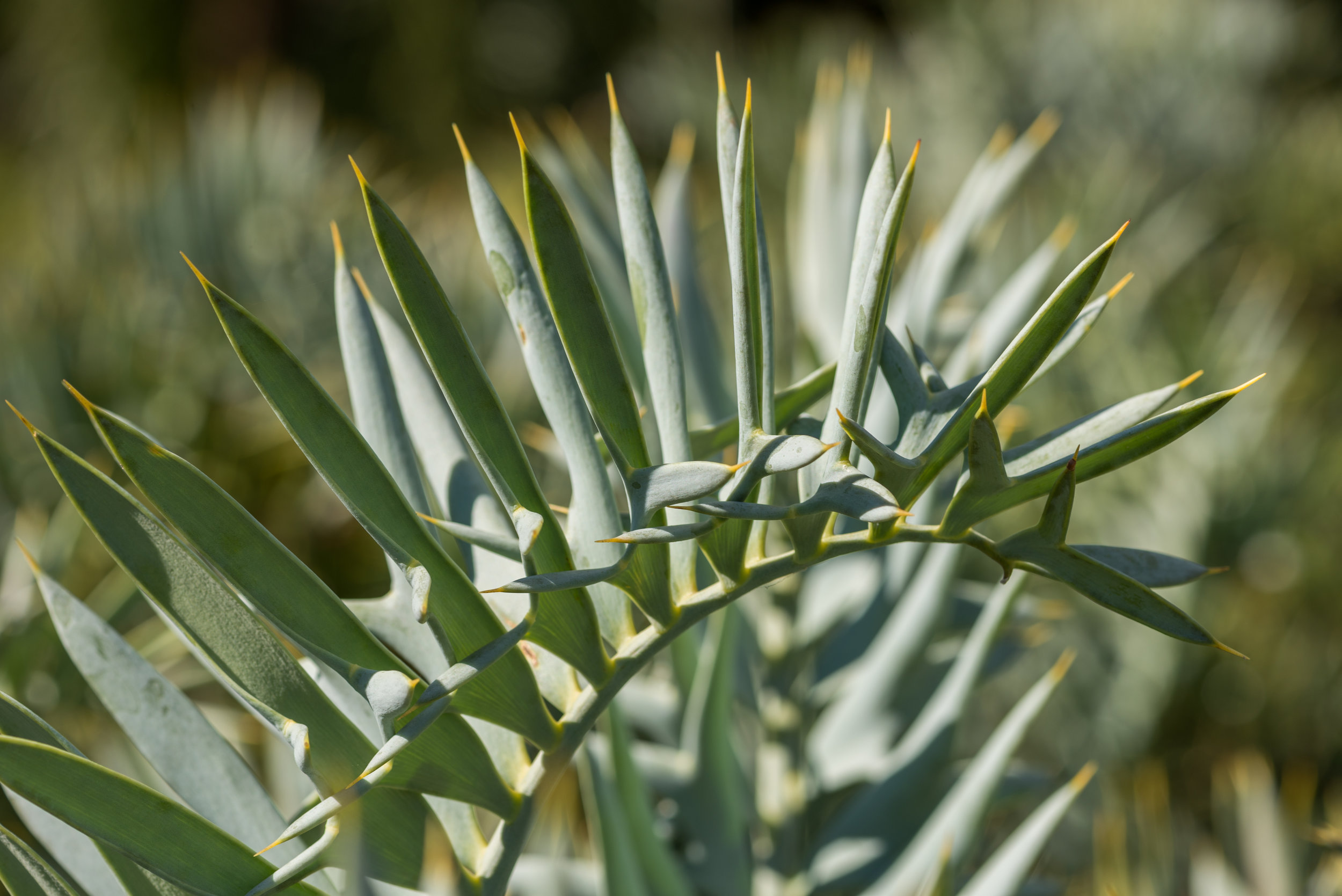 Eastern cape blue cycad (Encephalartos horridus)
