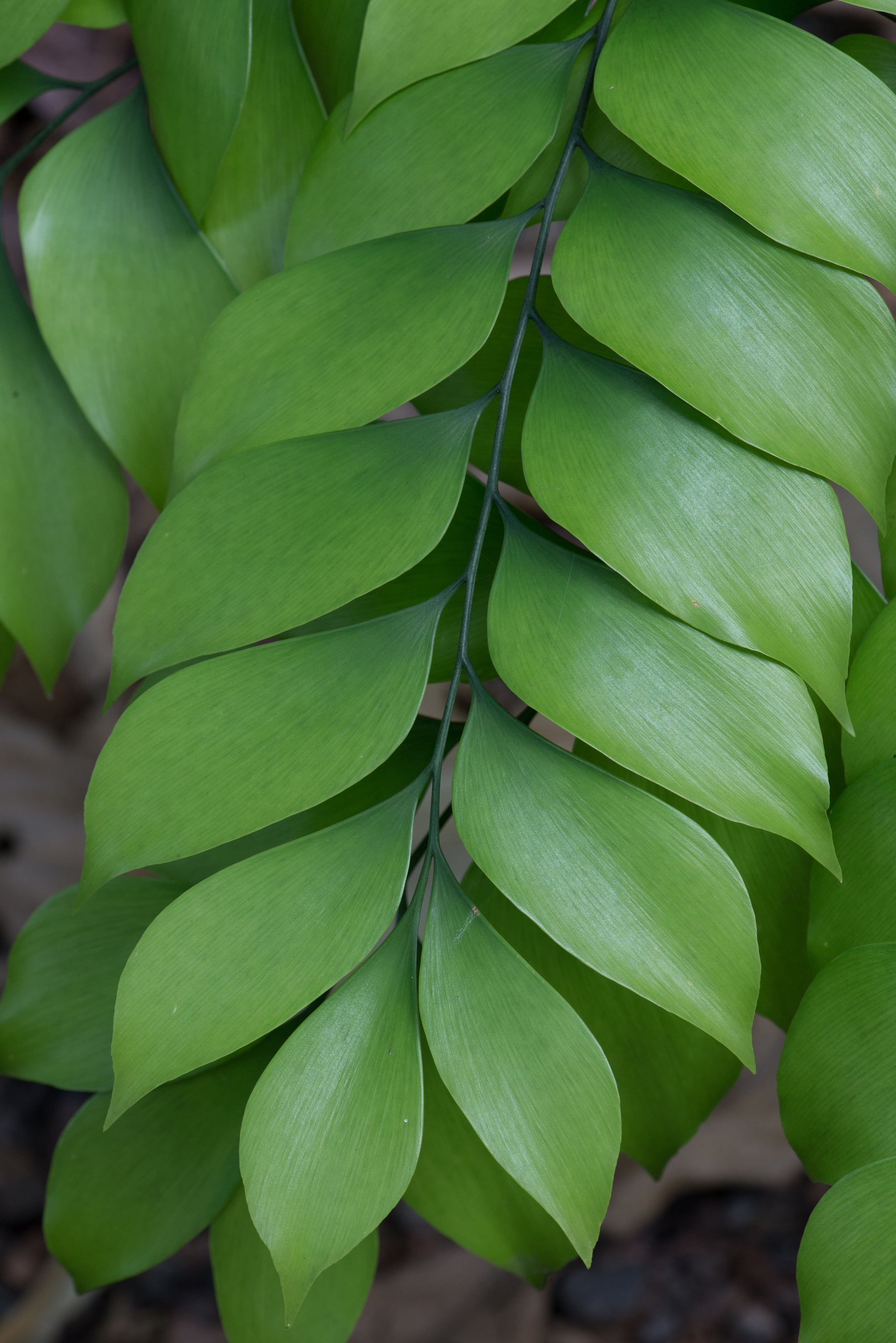 Leaf of a zamia fern (Bowenia spectabilis)