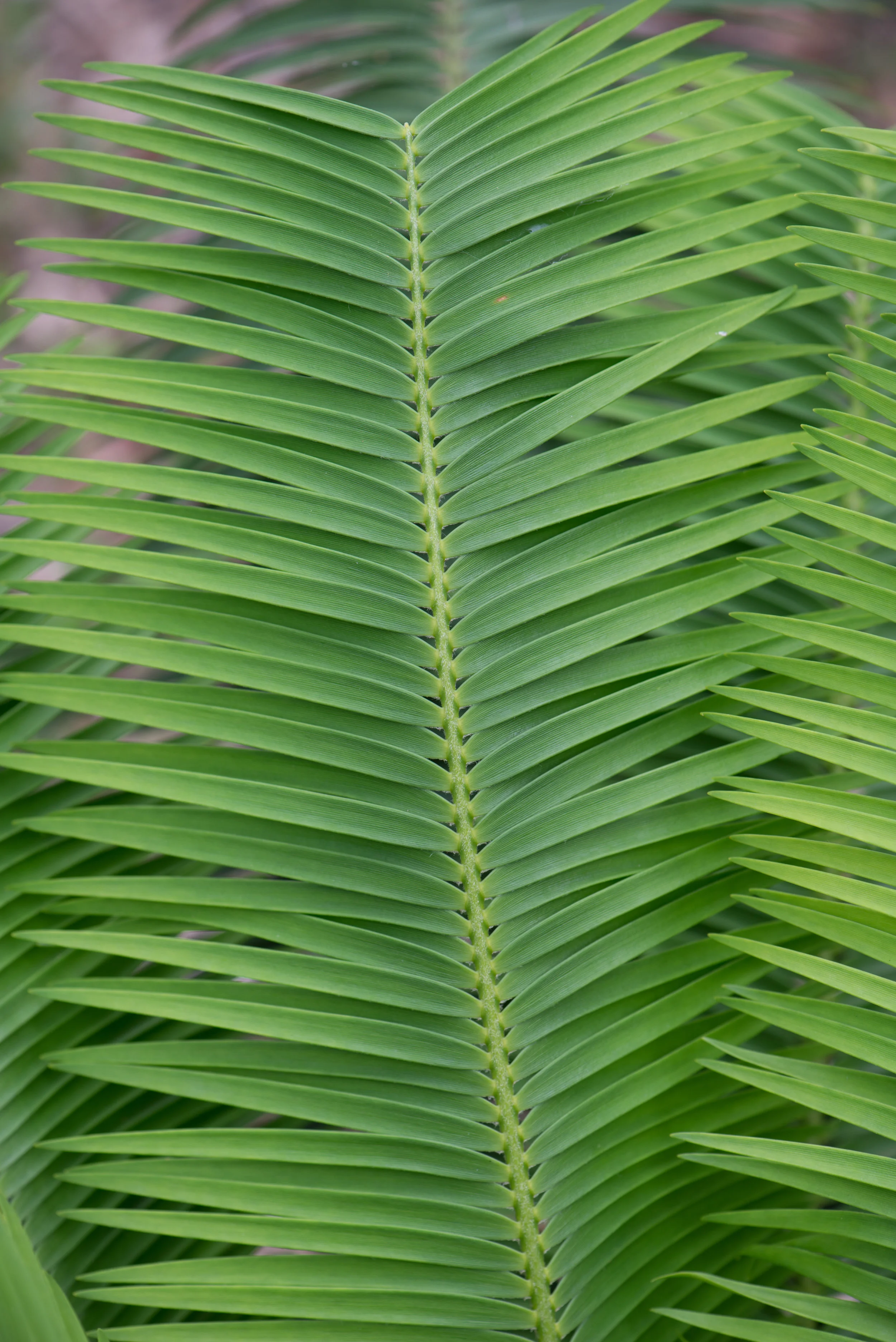 Leaf of a palma corcho (Microcycas calocoma)