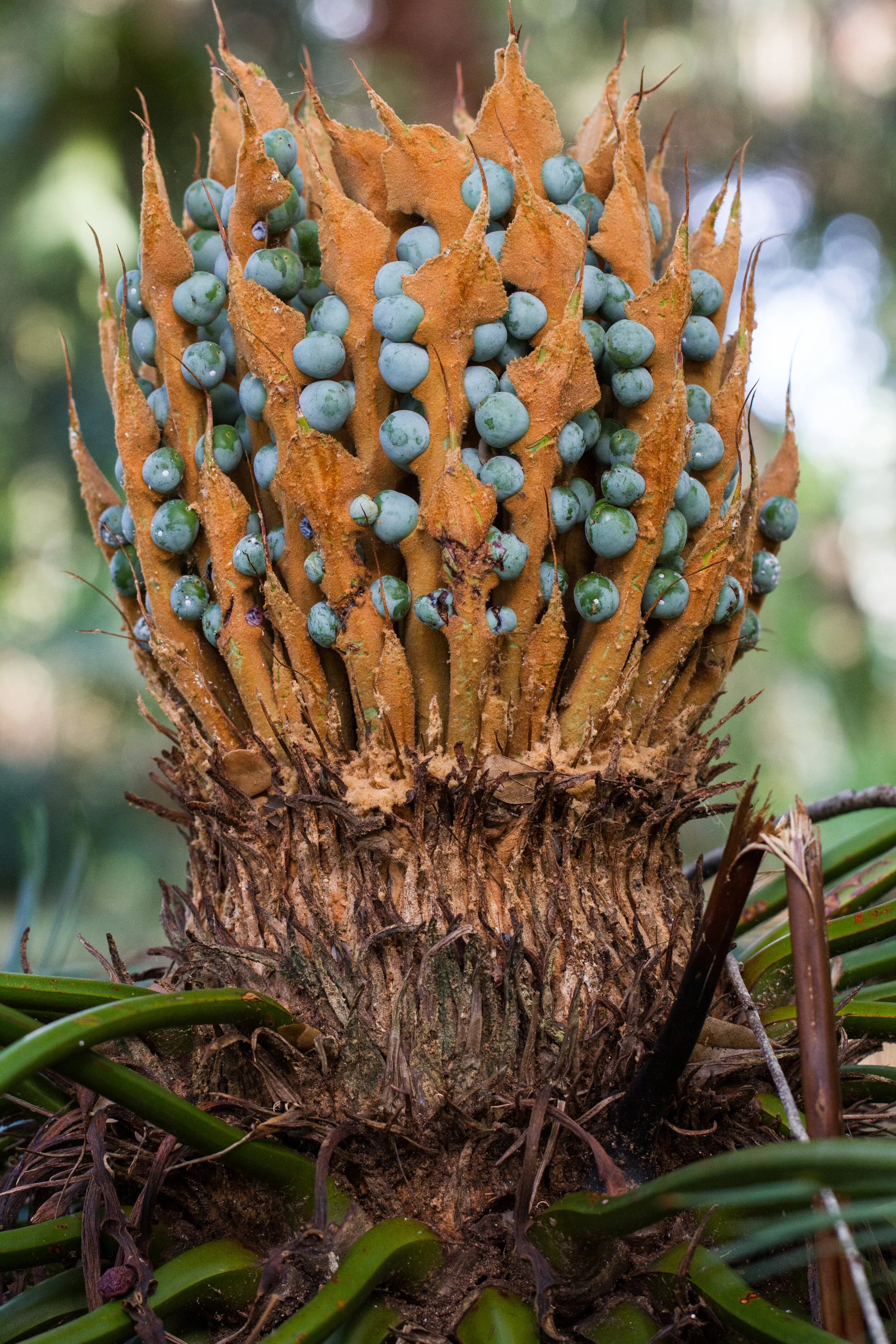 Megasporophylls of an Australian nut palm (Cycas media)