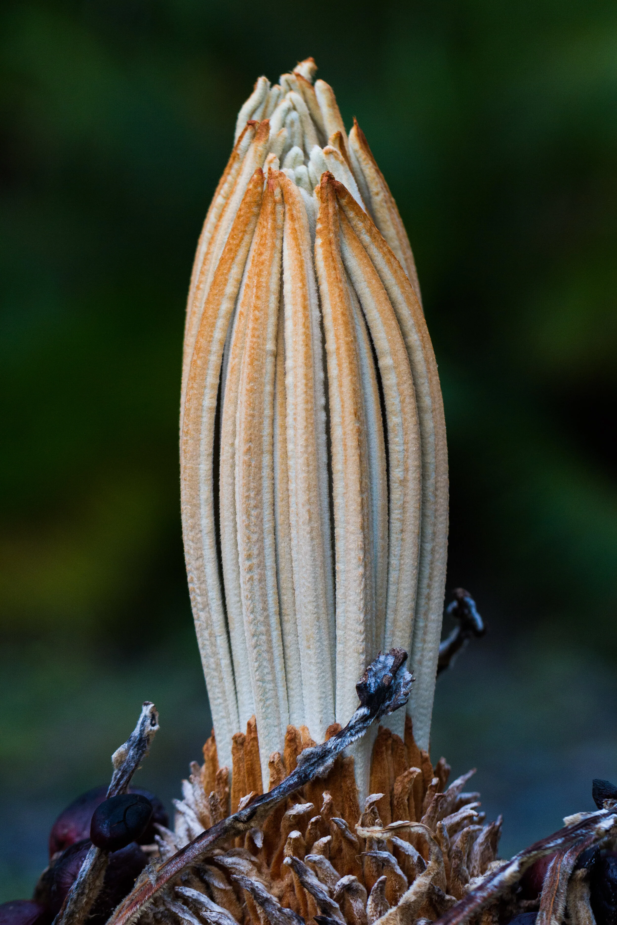 Australian nut palm (Cycas media)