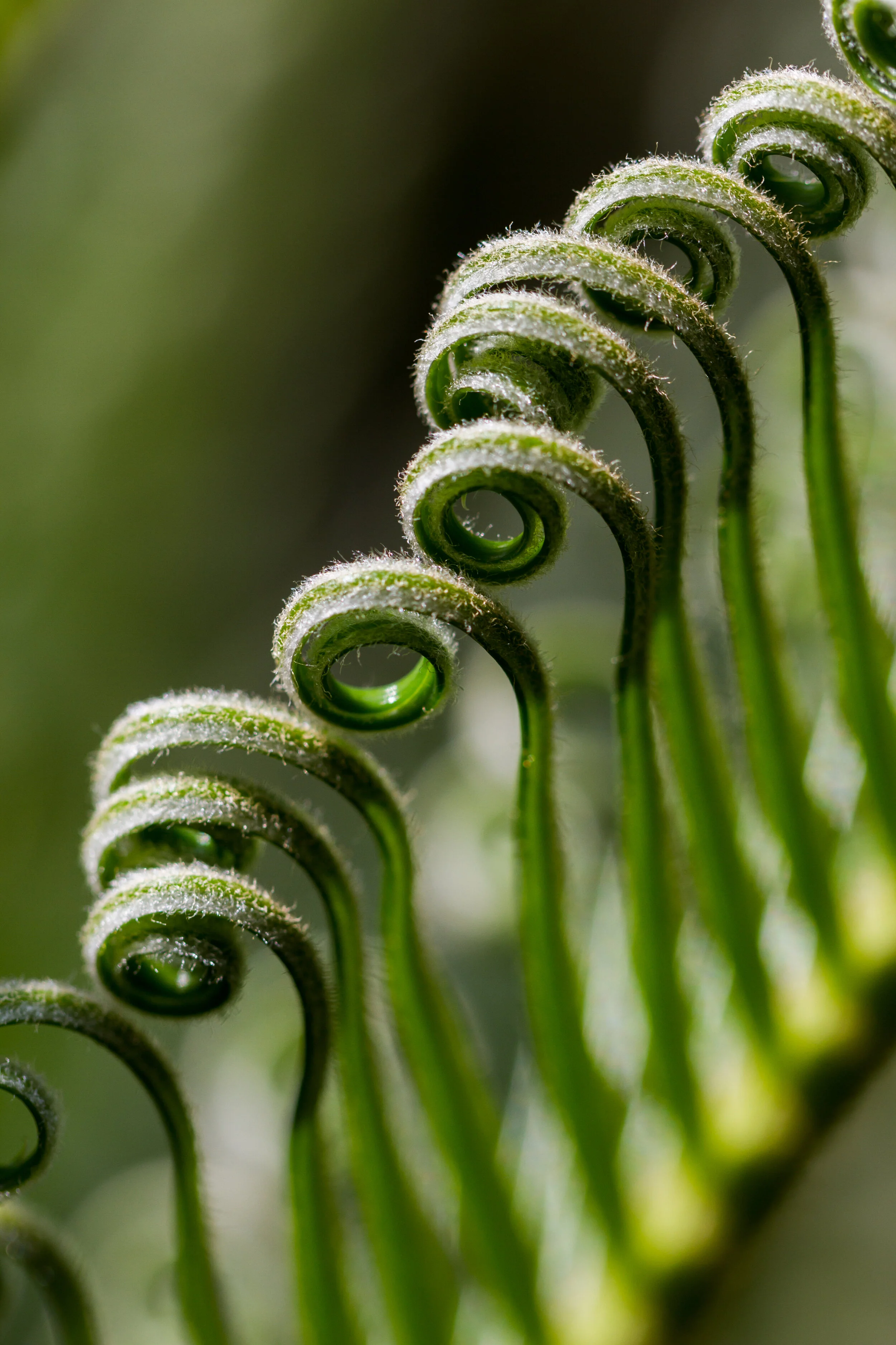 Japanese sago palm (Cycas revoluta)