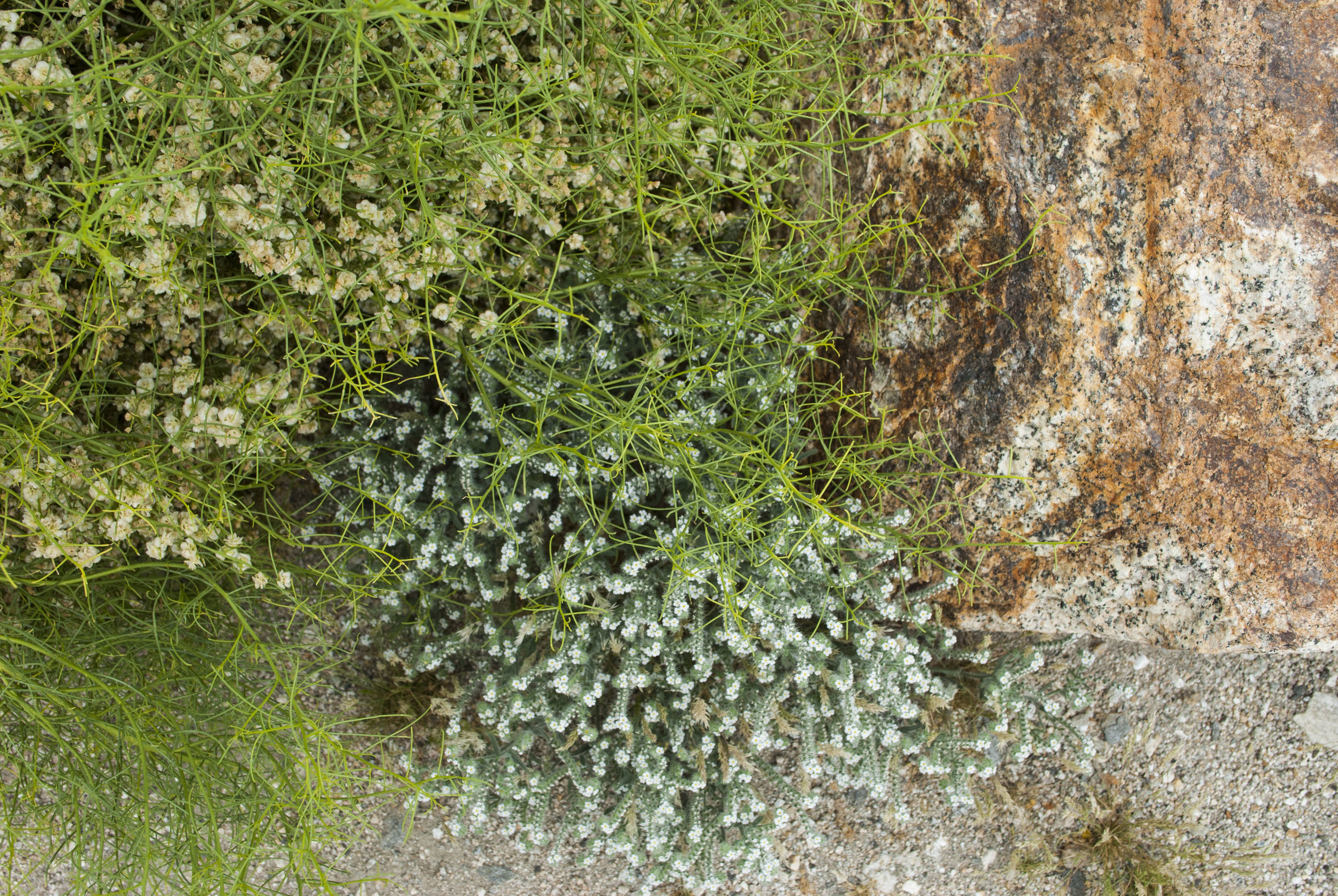 joshua tree.jpg