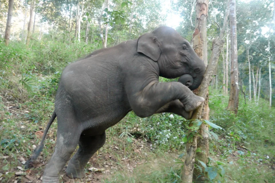 DeeDee_ElephantBaby.jpg