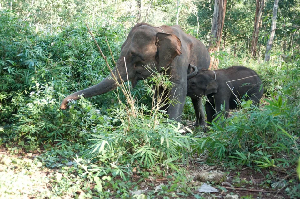 TongPo_HappyMomElephant.jpg