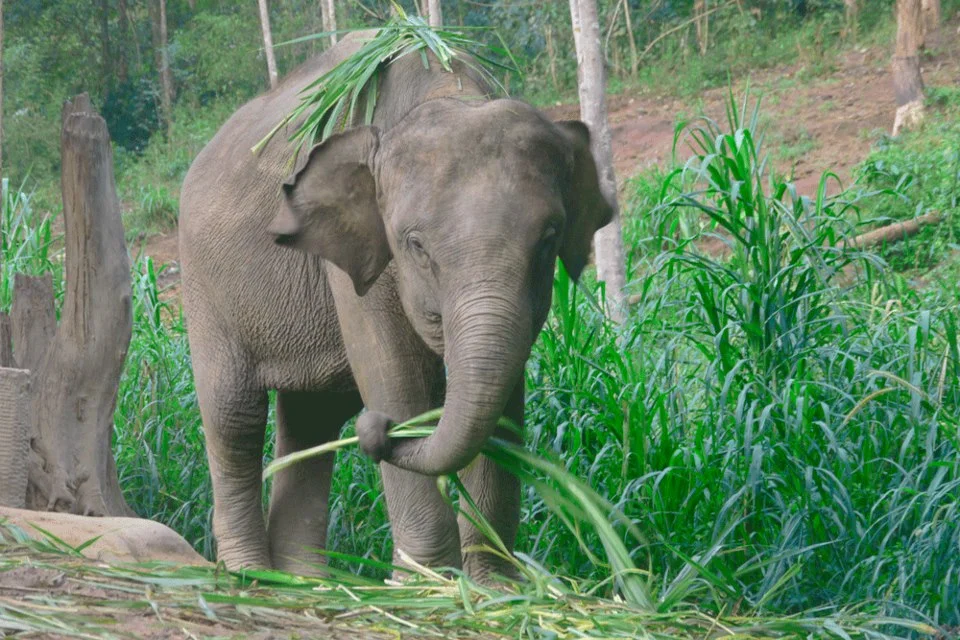 RimMuey_Elephant.jpg