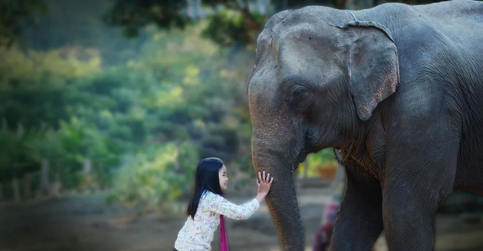 SeaVoy_Elephant.jpg