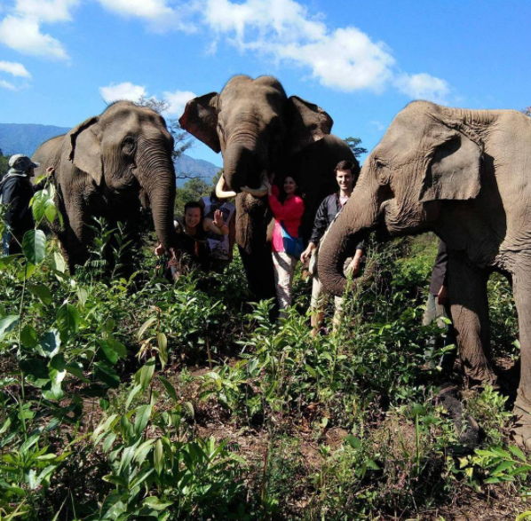 https://www.chailaiorchid.com Elephant sanctuary in Chiang Mai