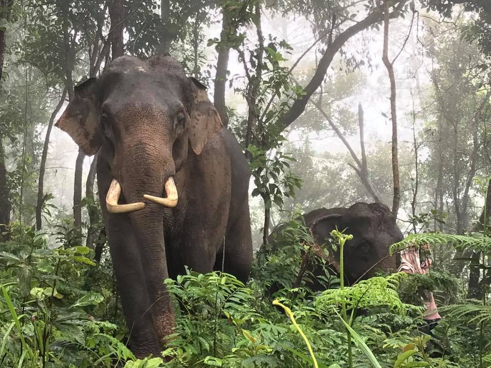 Elephant-rescue.jpeg