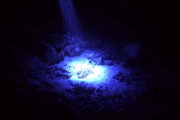 night-dive-4.jpg