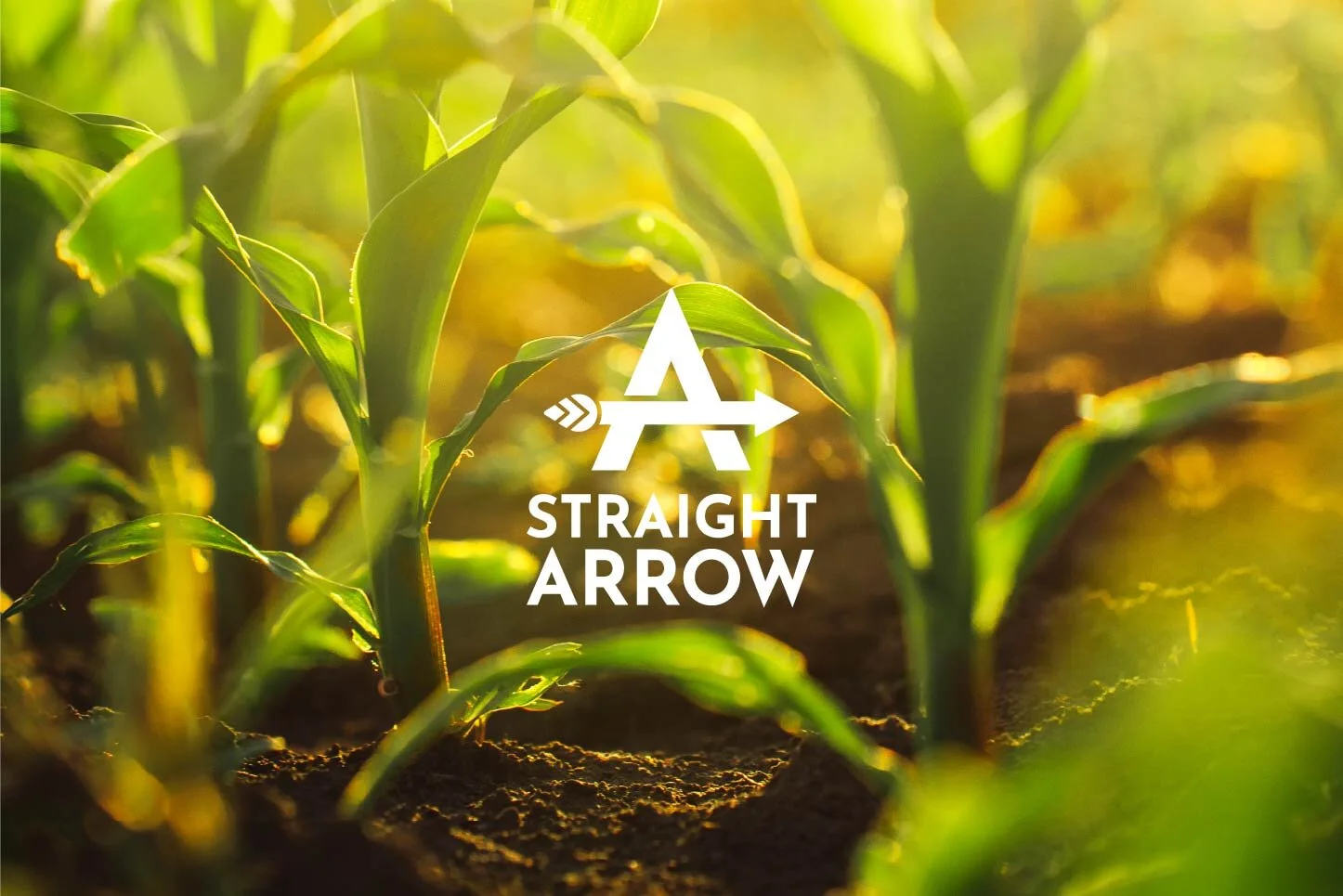 Straight Arrow — KAITLYN TAYLOR