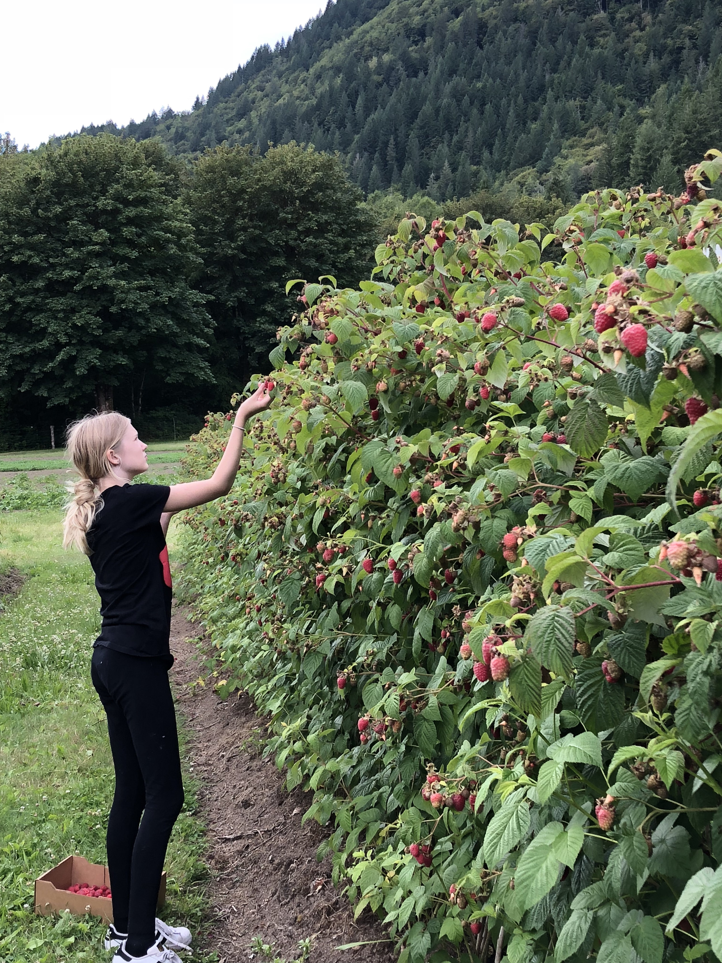 Pick Berries at Cascadian Farms