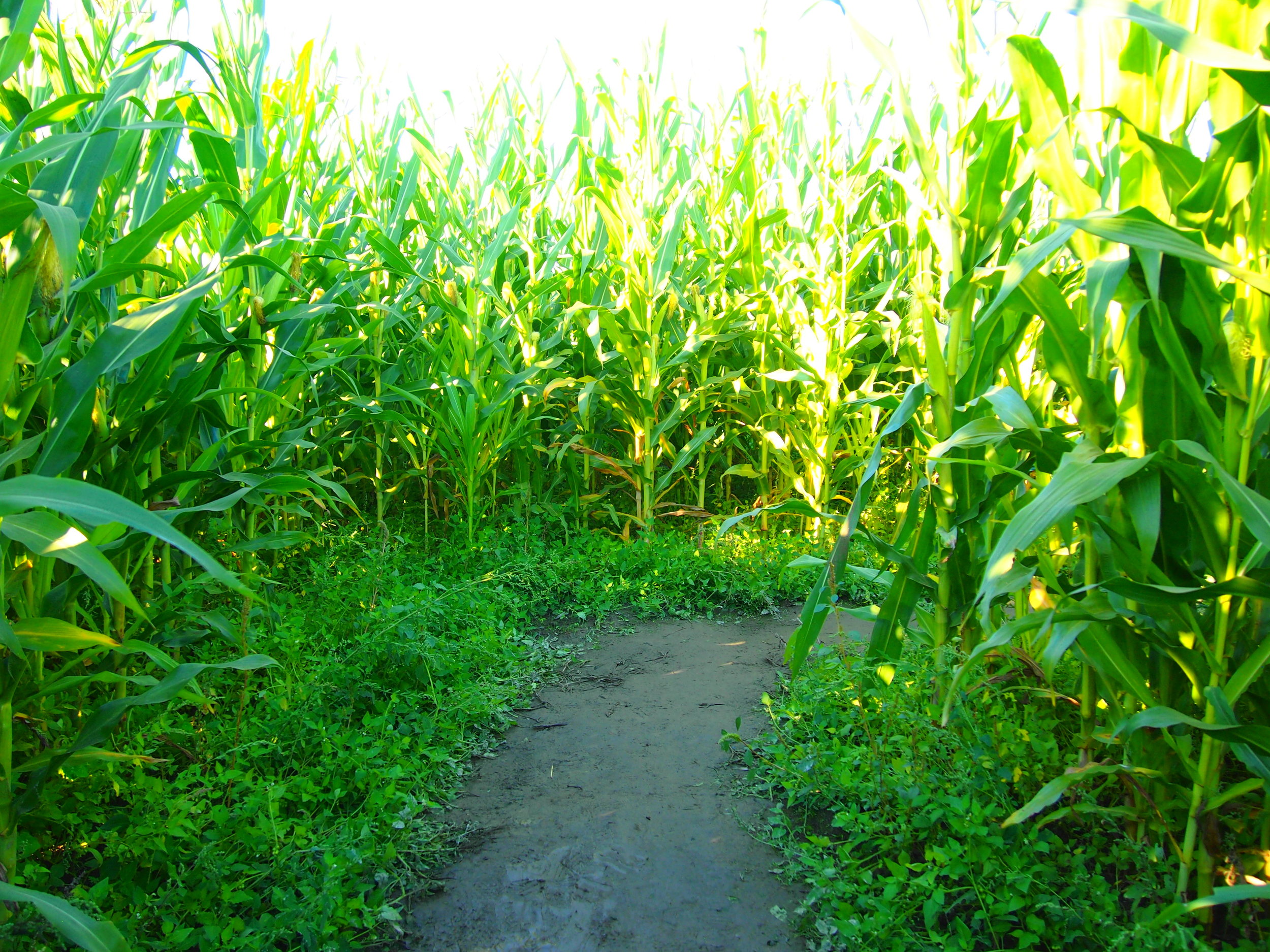 Corn Maze, Stoker Farm, Arlington, WA