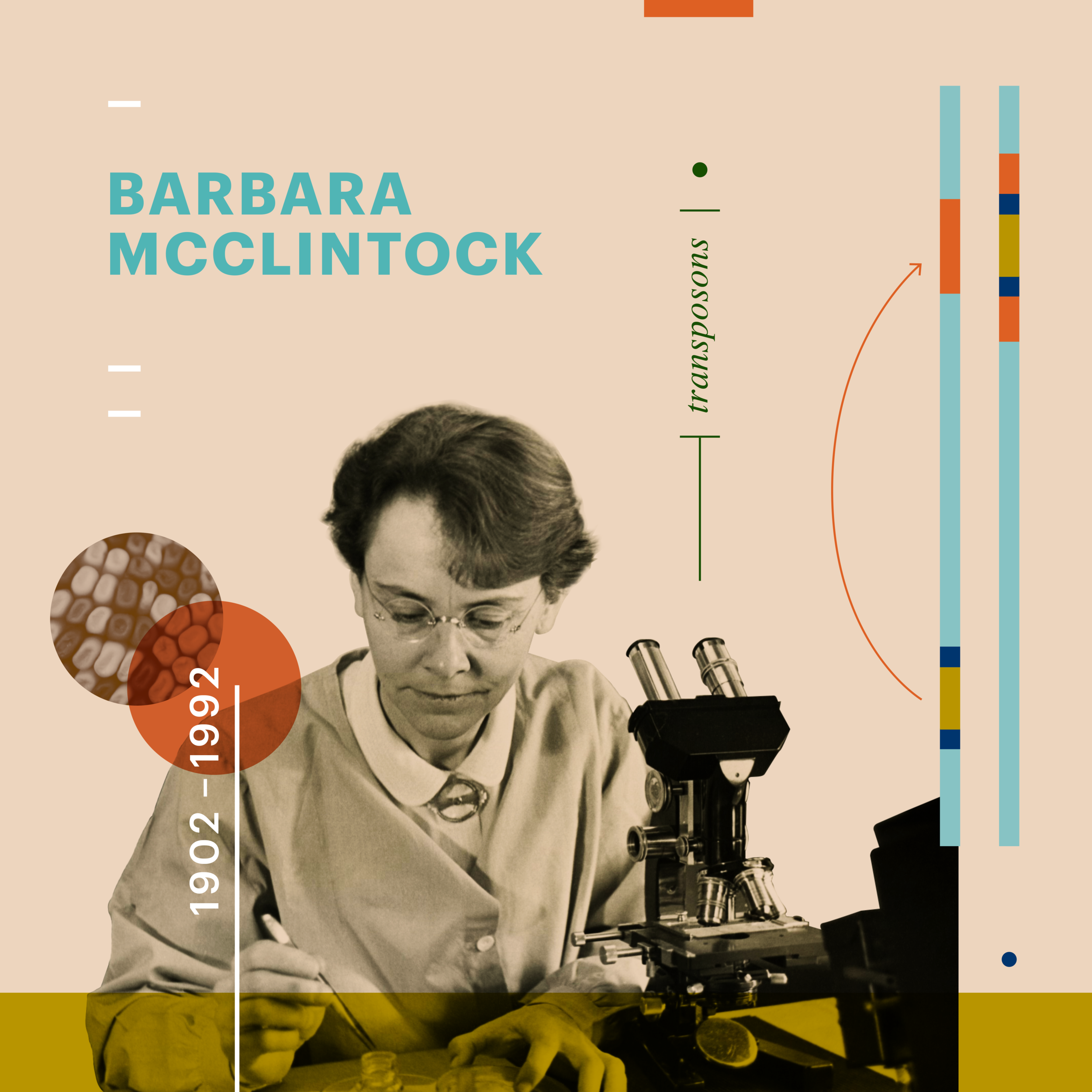 Barbara McClintock Beyond Curie a Design Project Celebrating Women In 