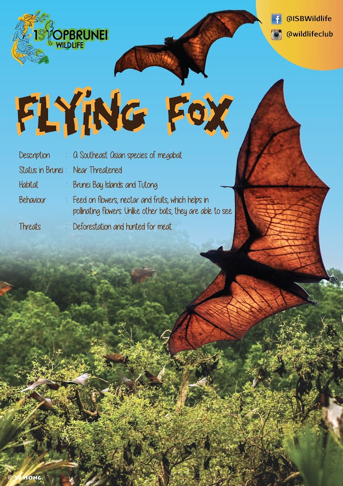 Flying Fox.jpg