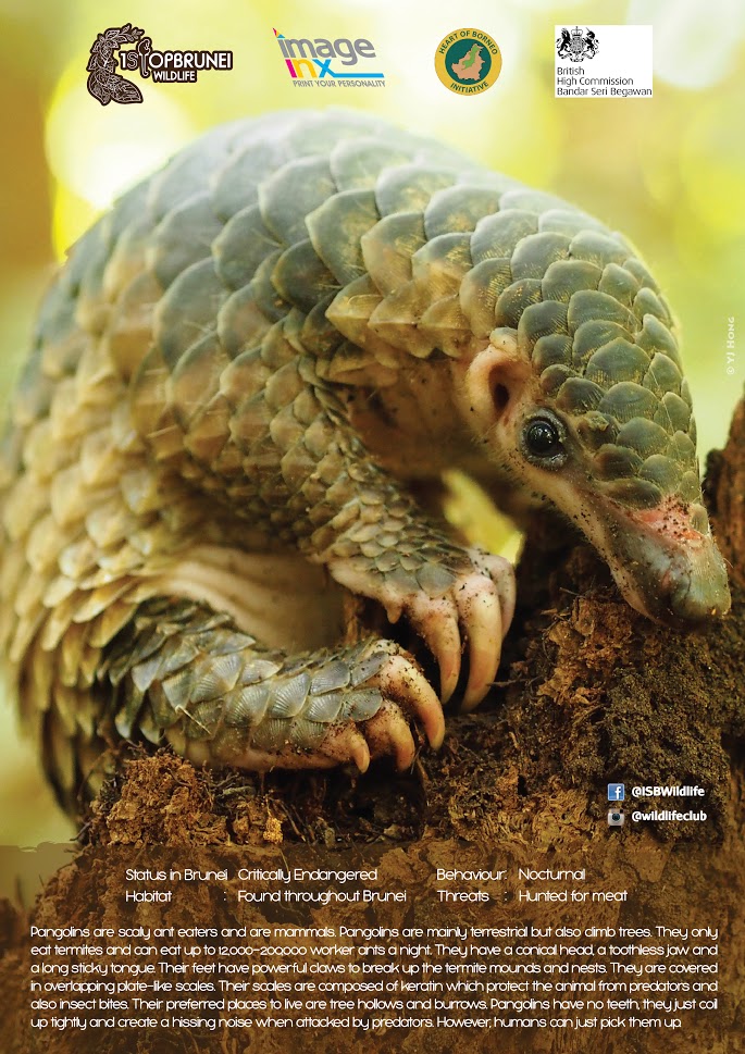 Pangolin Simple.jpg