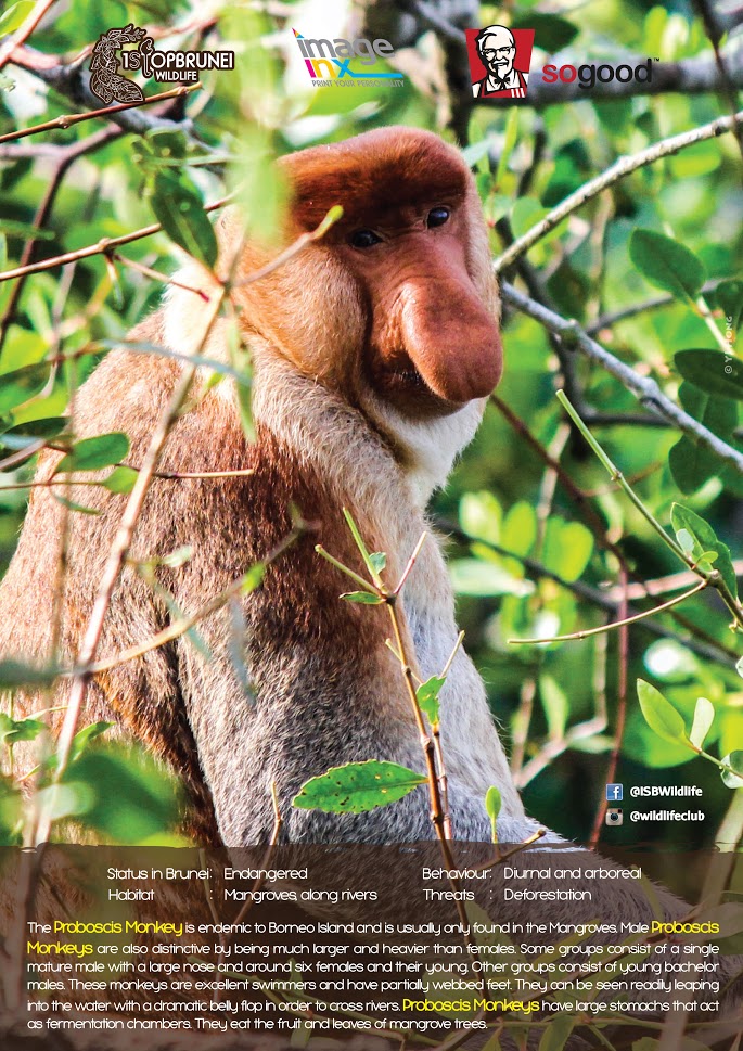 Proboscis Monkey.jpg