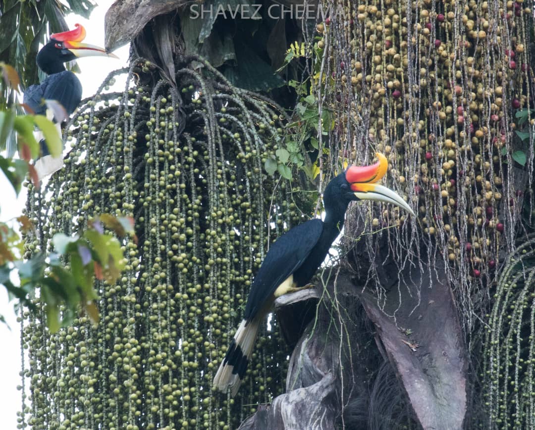 Hornbill