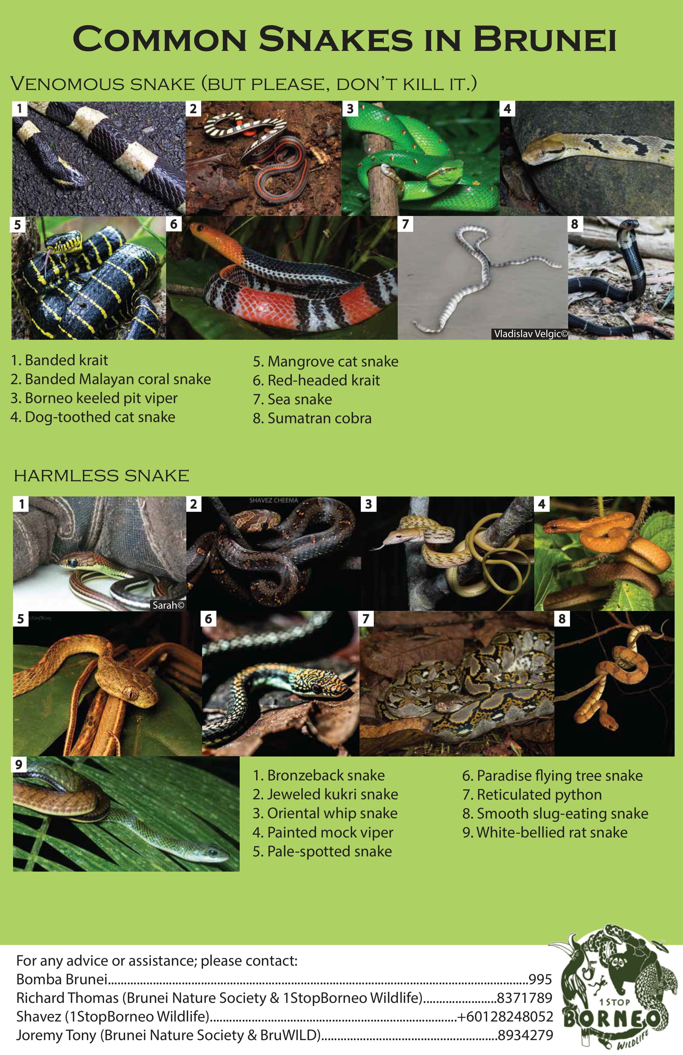 Common Snakes in Brunei (Redo)-1.jpg