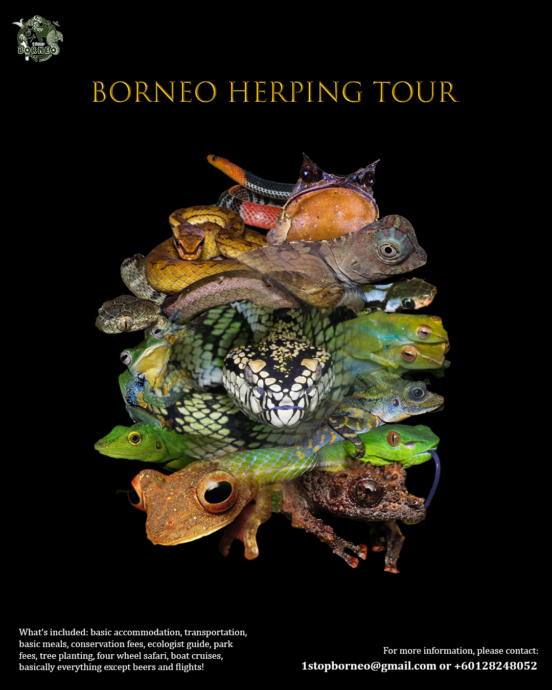 Borneo Herping Tour