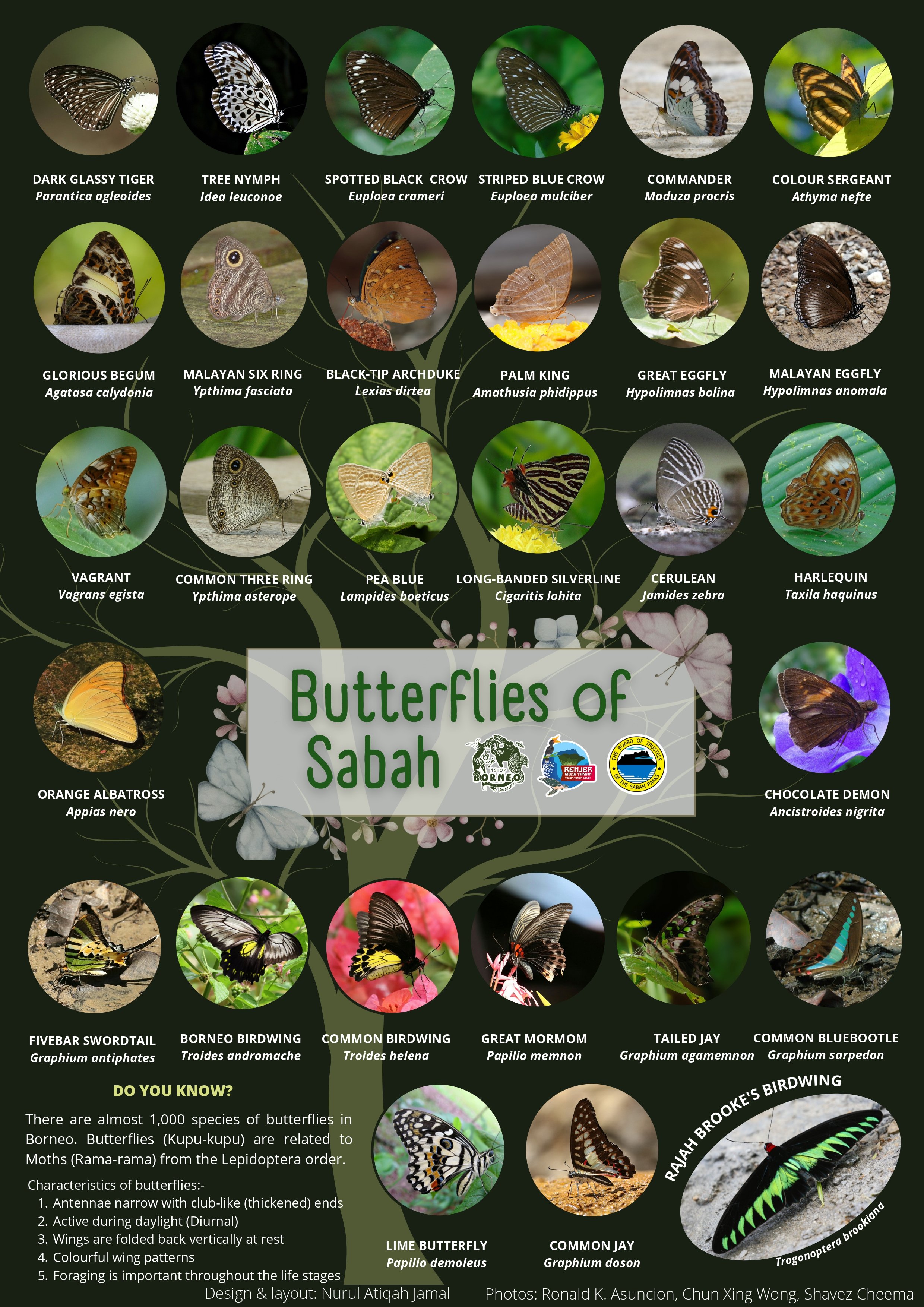 Butterflies of Sabah Poster_page-0001.jpg