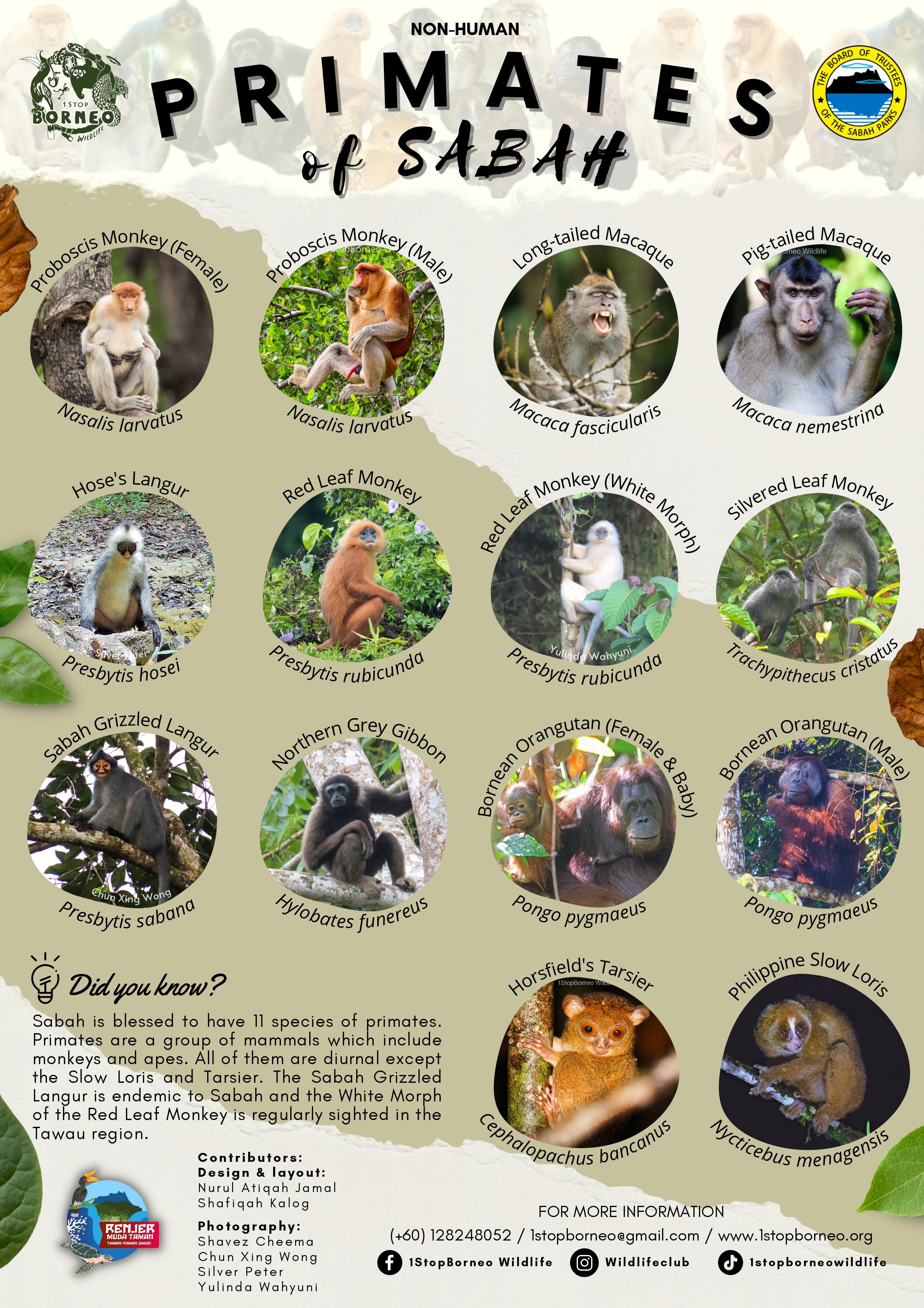 Primates of Sabah Poster_page-0001.jpg