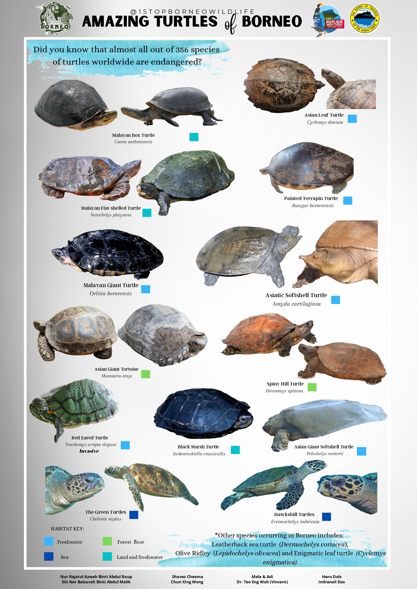 Amazing Turtles of Borneo Poster_page-0001.jpg