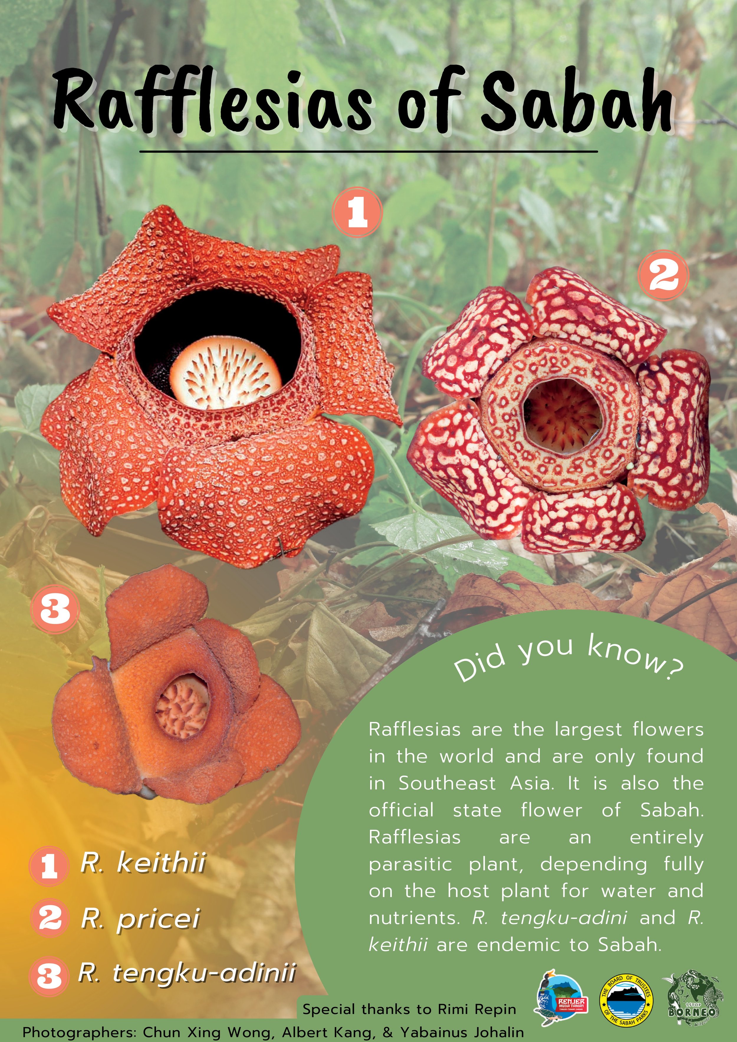 Rafflesia of Sabah poster_compressed.jpg
