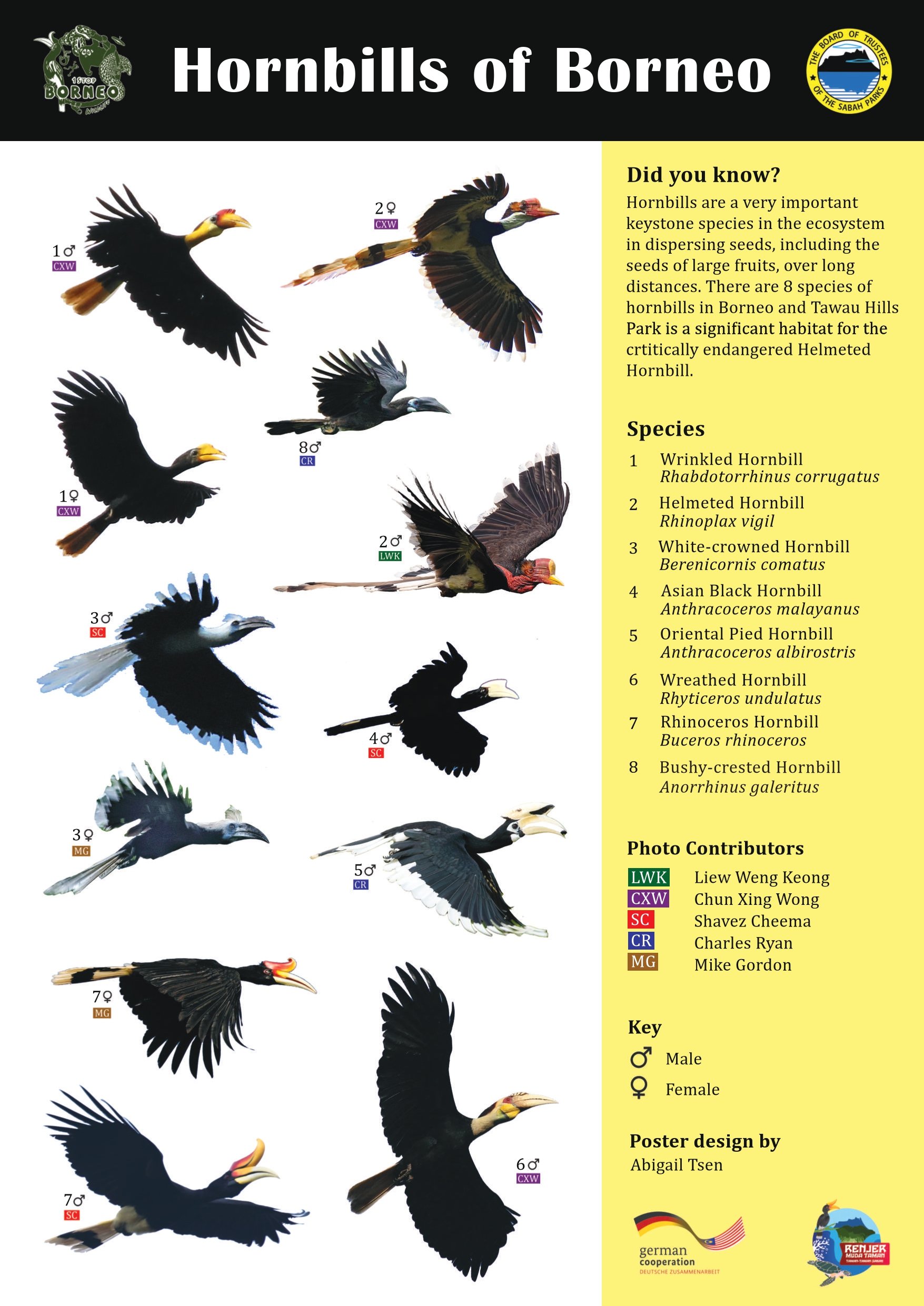 Hornbills of Sabah poster_compressed_page-0001.jpg