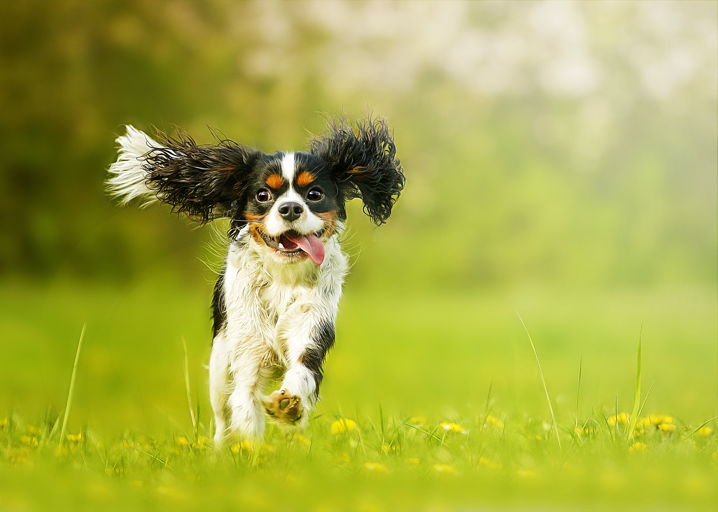 certified dog walker