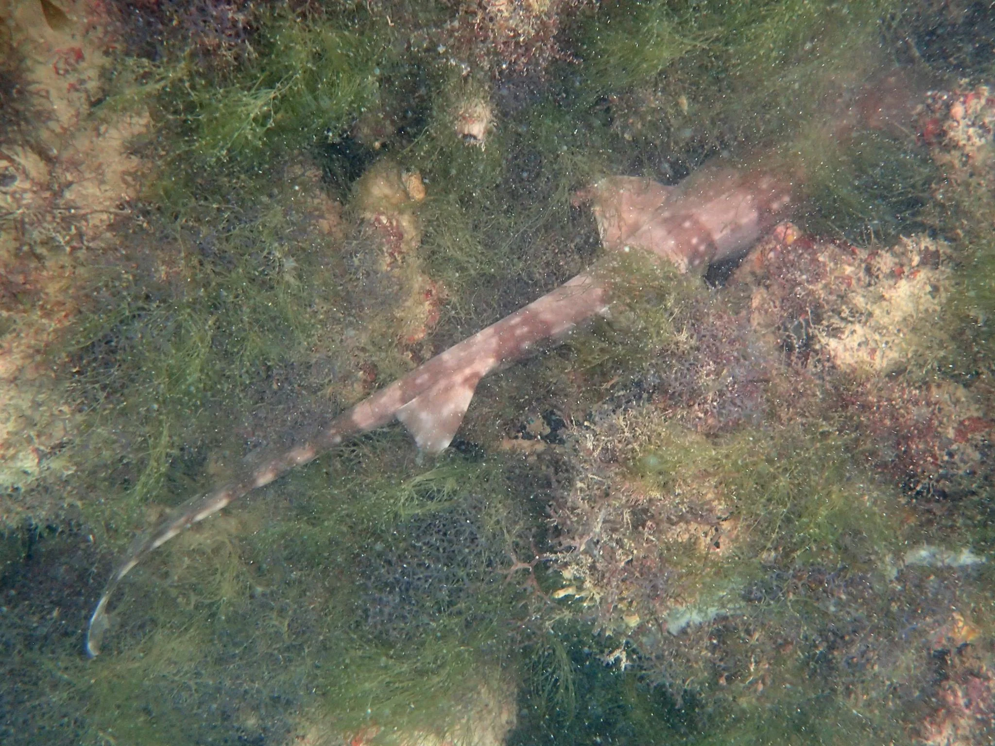 Submitted 21 March 2017 by Yujie Zheng A fishfarm near Ubin Another whitespotted bambooshark ( Chiloscyllium plagiosum ) on a floating fish farm.