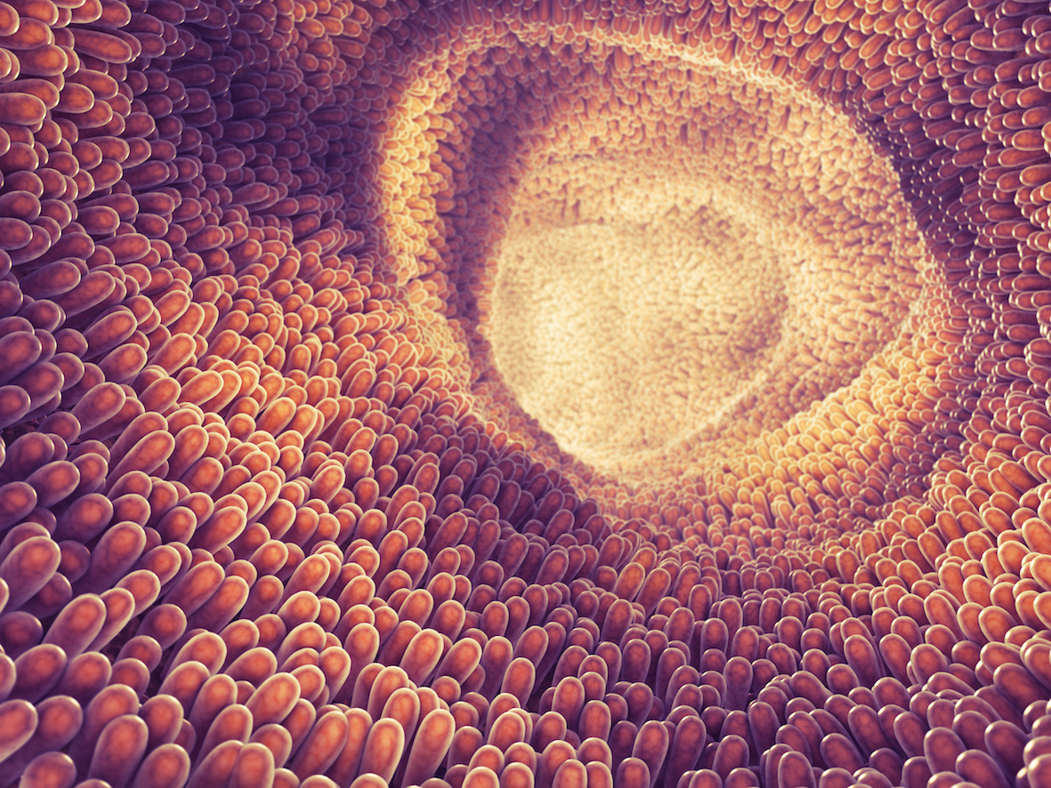 How do we get our gut flora?