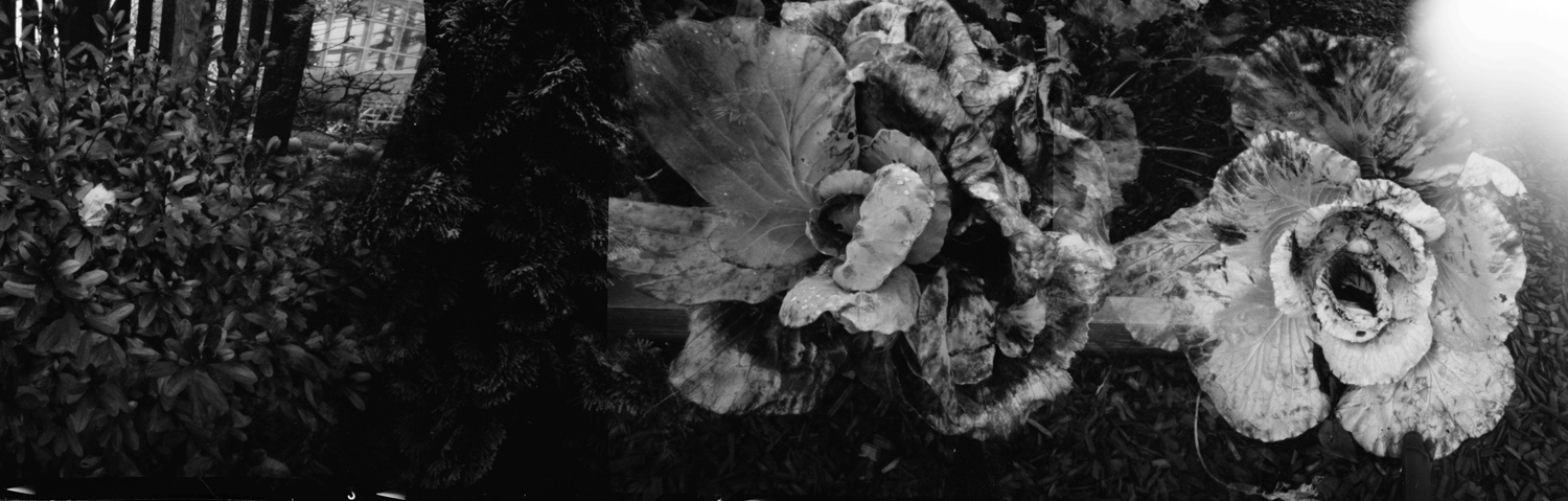 Cabbage. Pinhole photograph. Multiple exposure.
