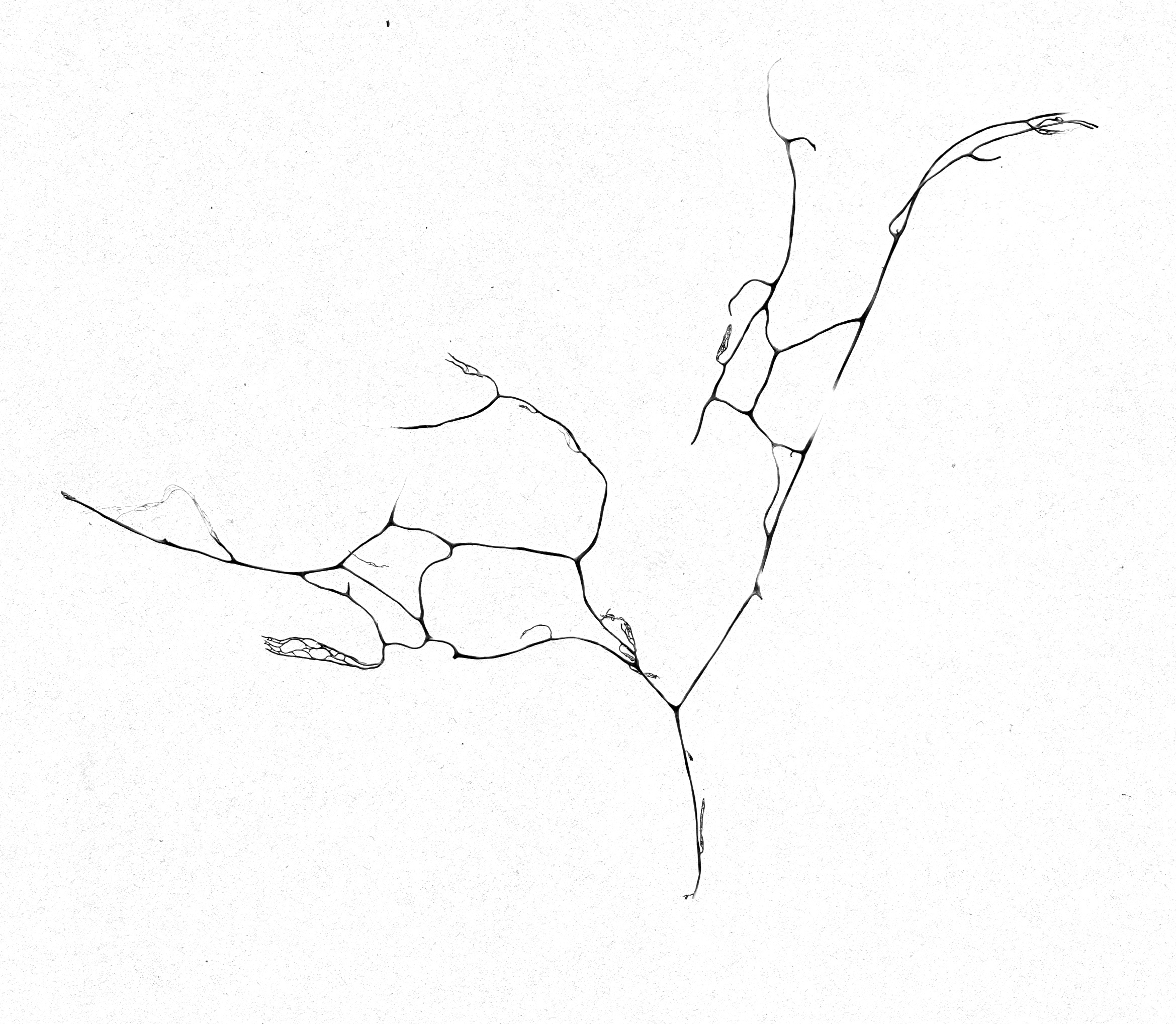 Lichen No. 1, Desktop scanner
