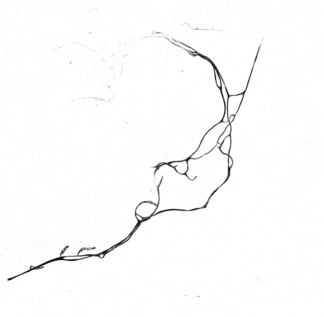Lichen, Point Reyes (California) No. 2 · Scanner · Pigment Print