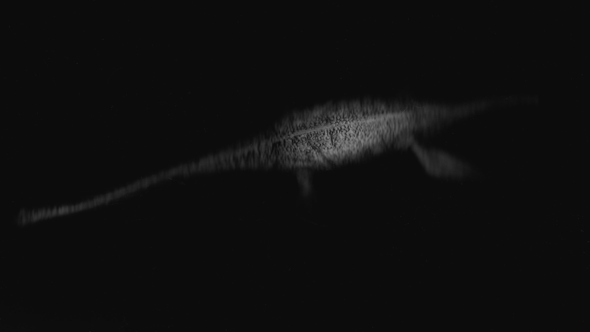Loch Ness Monster · Desktop scanner · Pigment Print