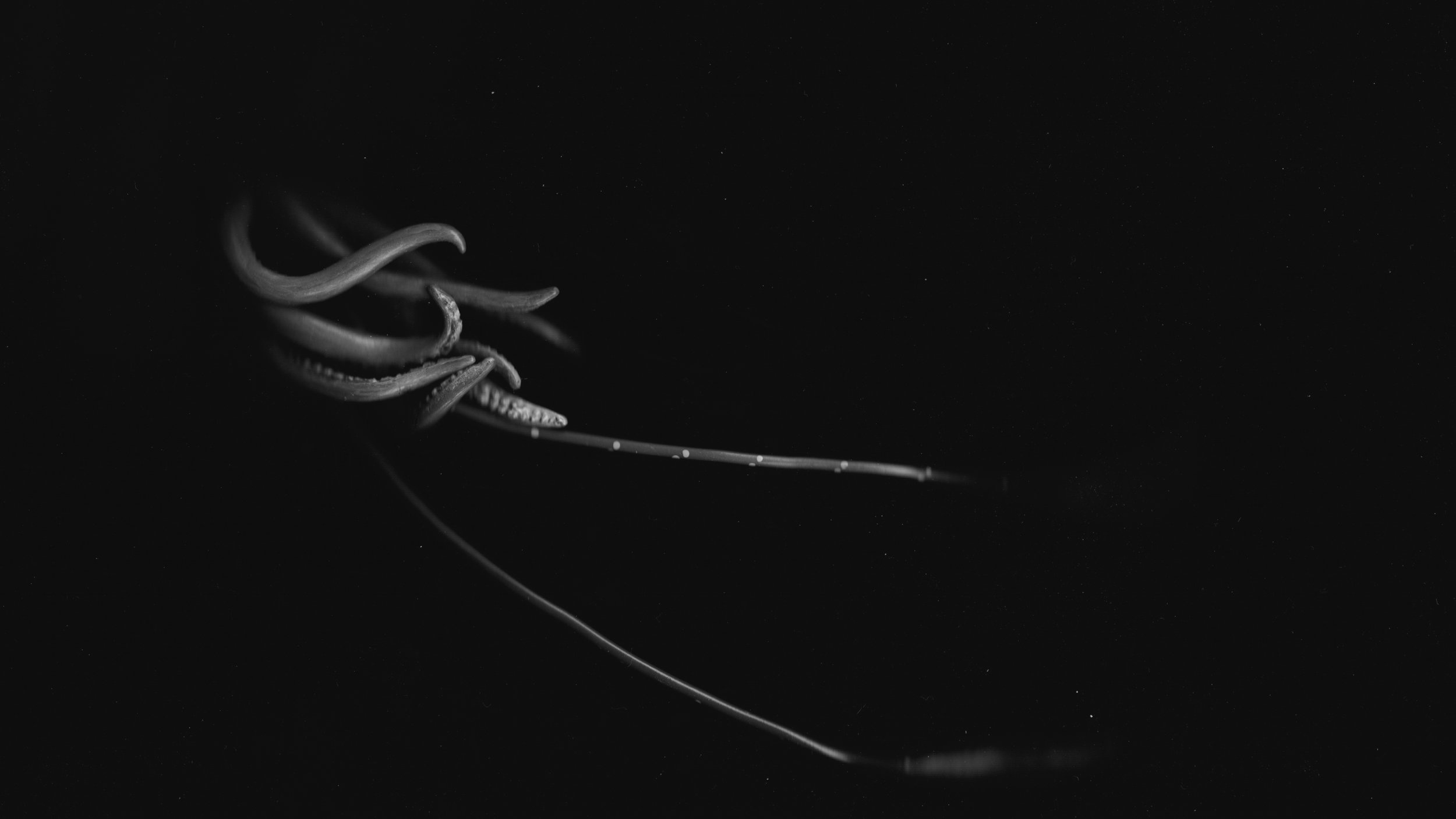 Giant Squid · Desktop Scanner · Pigment Print