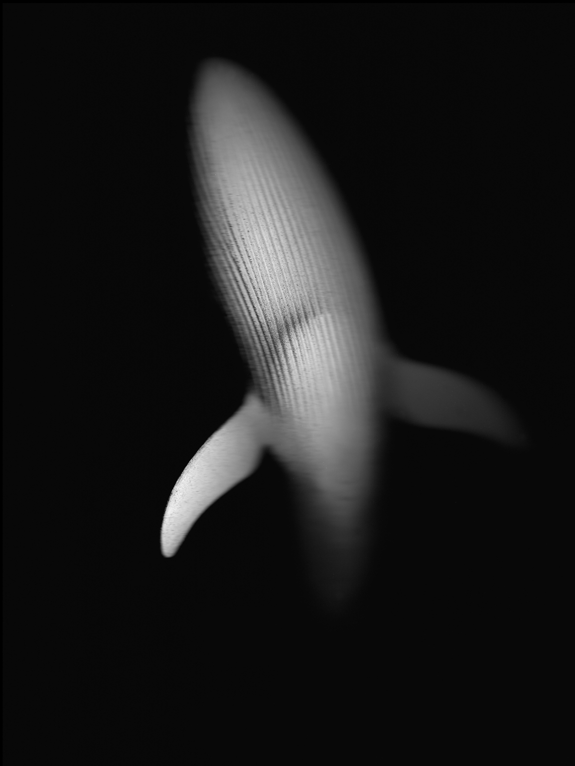 Whale · Desktop Scanner · Pigment Print
