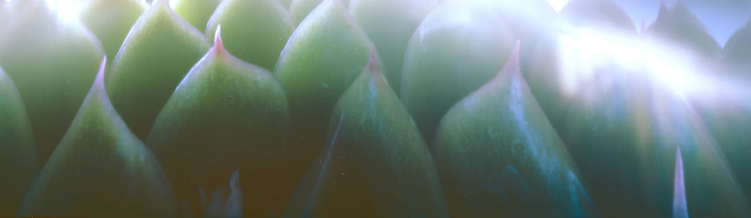 Aloe