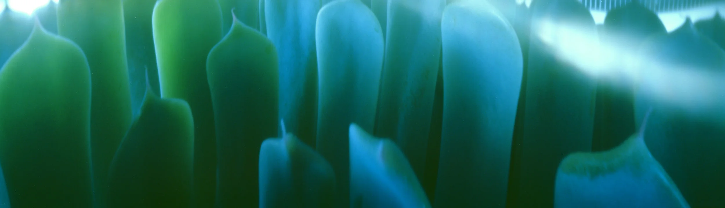 Aloe 2