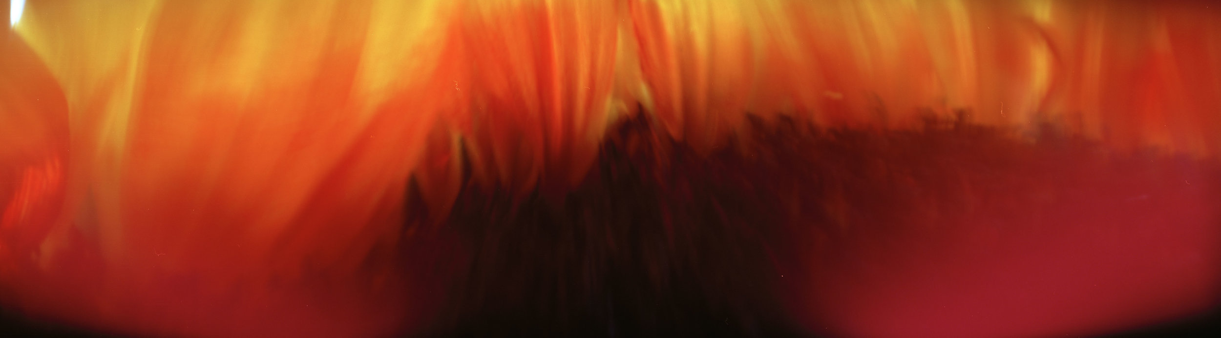 Red Sunflower (windy)