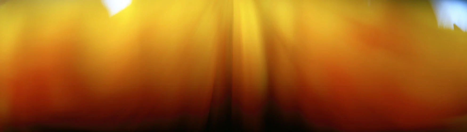 Sunflower (very windy)